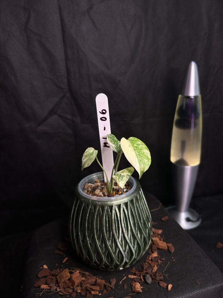 Monstera Legacy