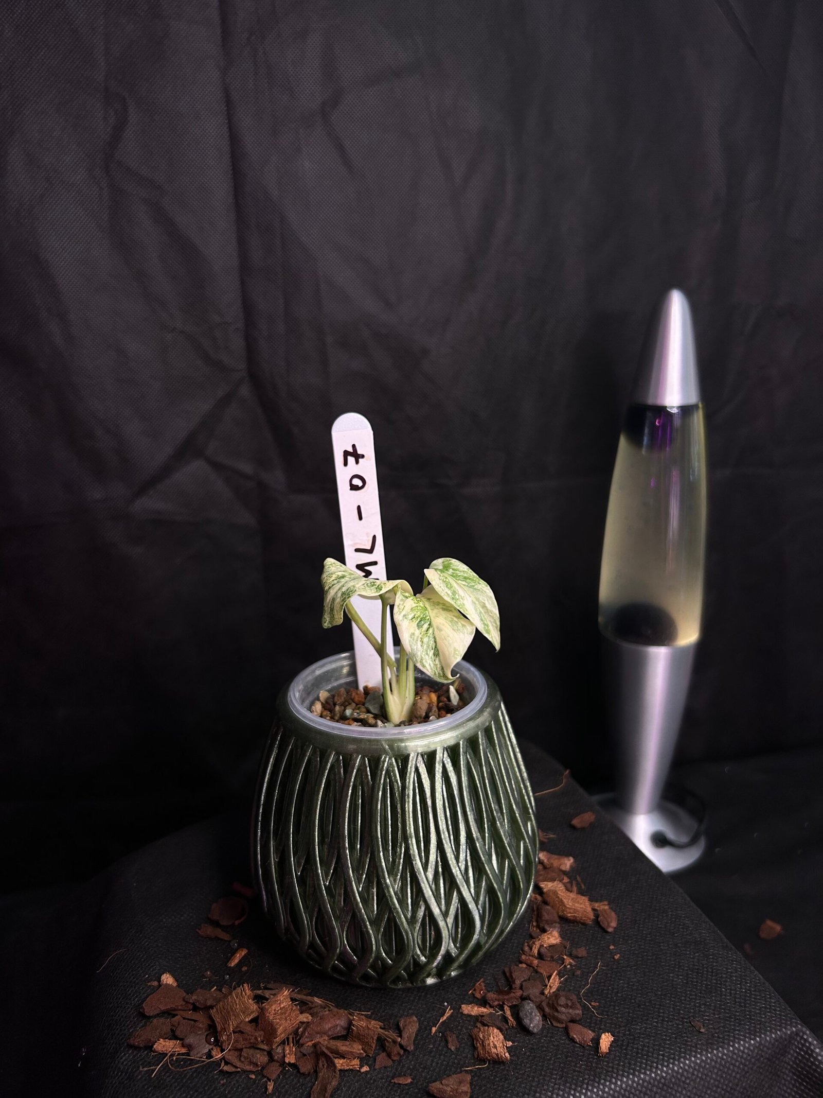 Monstera Legacy – Obrázok 2