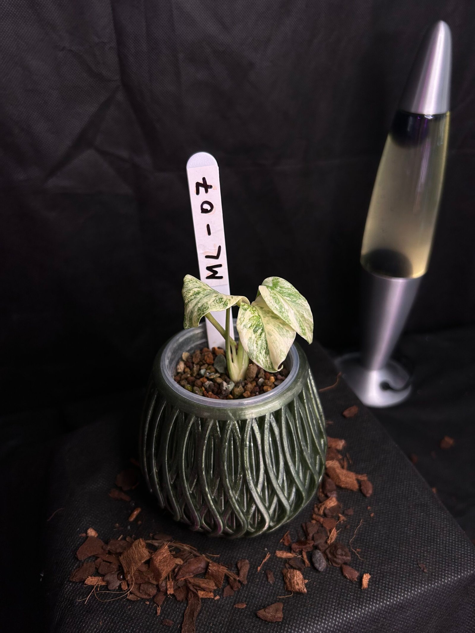 Monstera Legacy