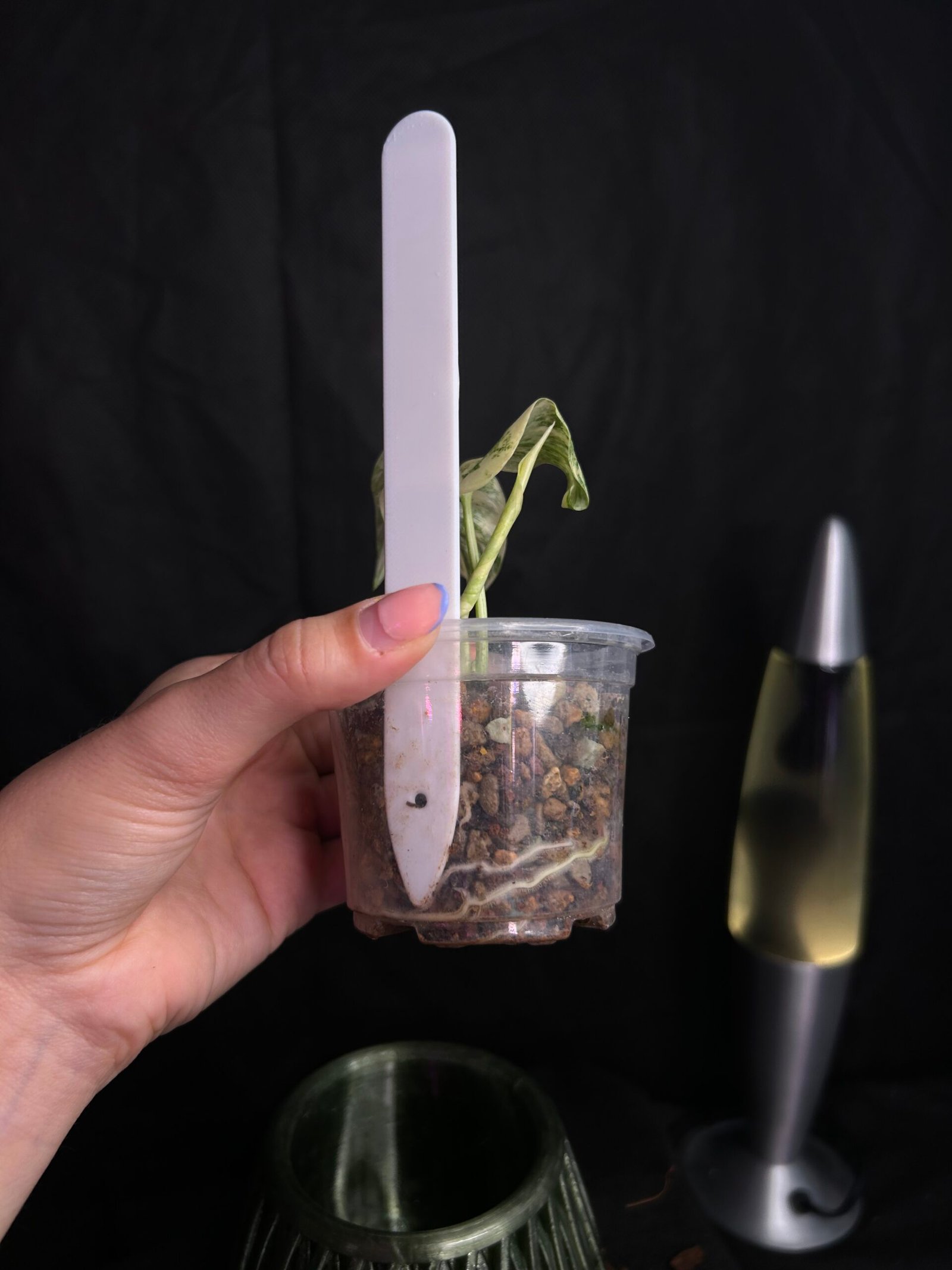 Monstera Legacy – Obrázok 3