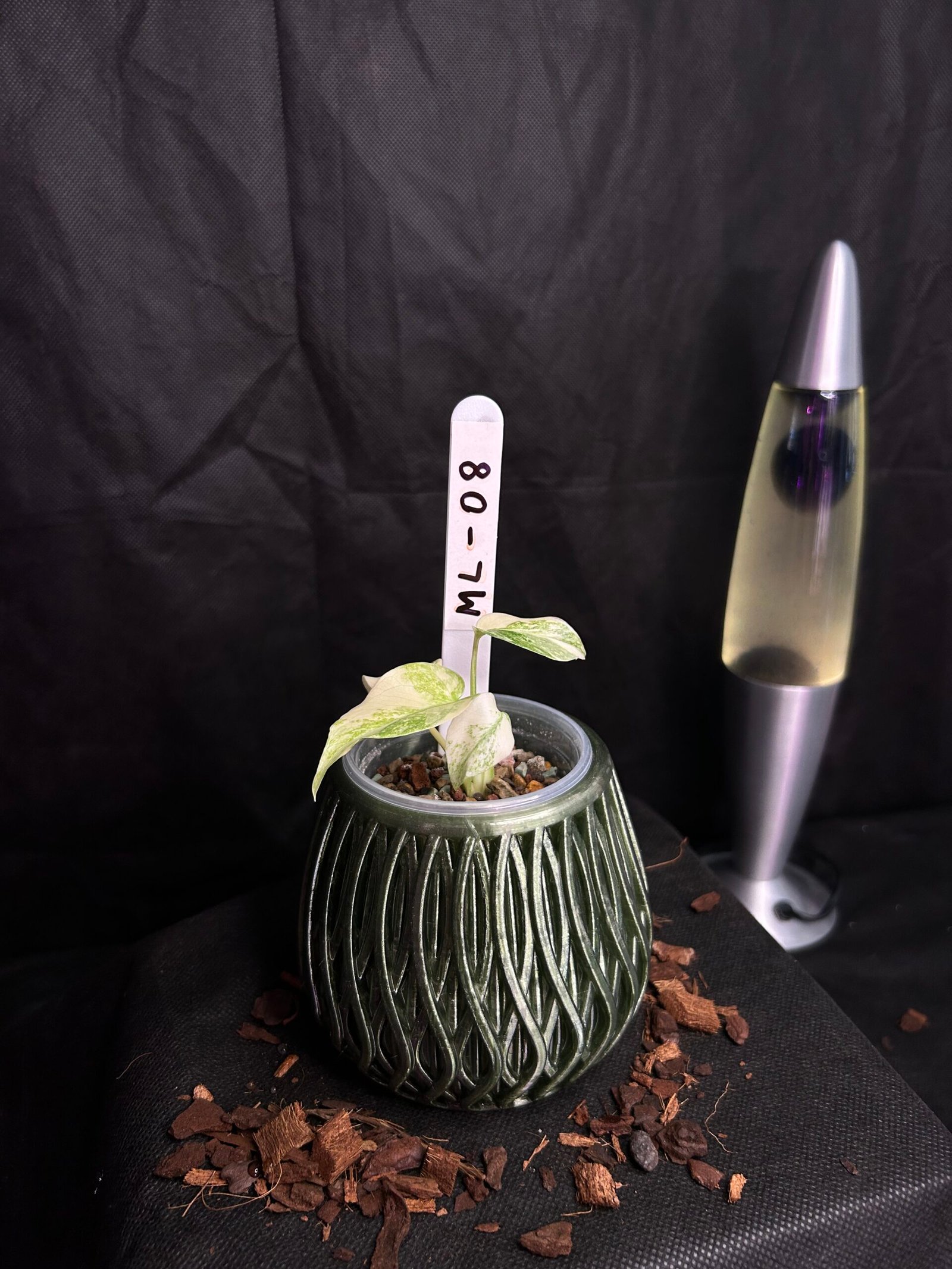 Monstera Legacy – Obrázok 2