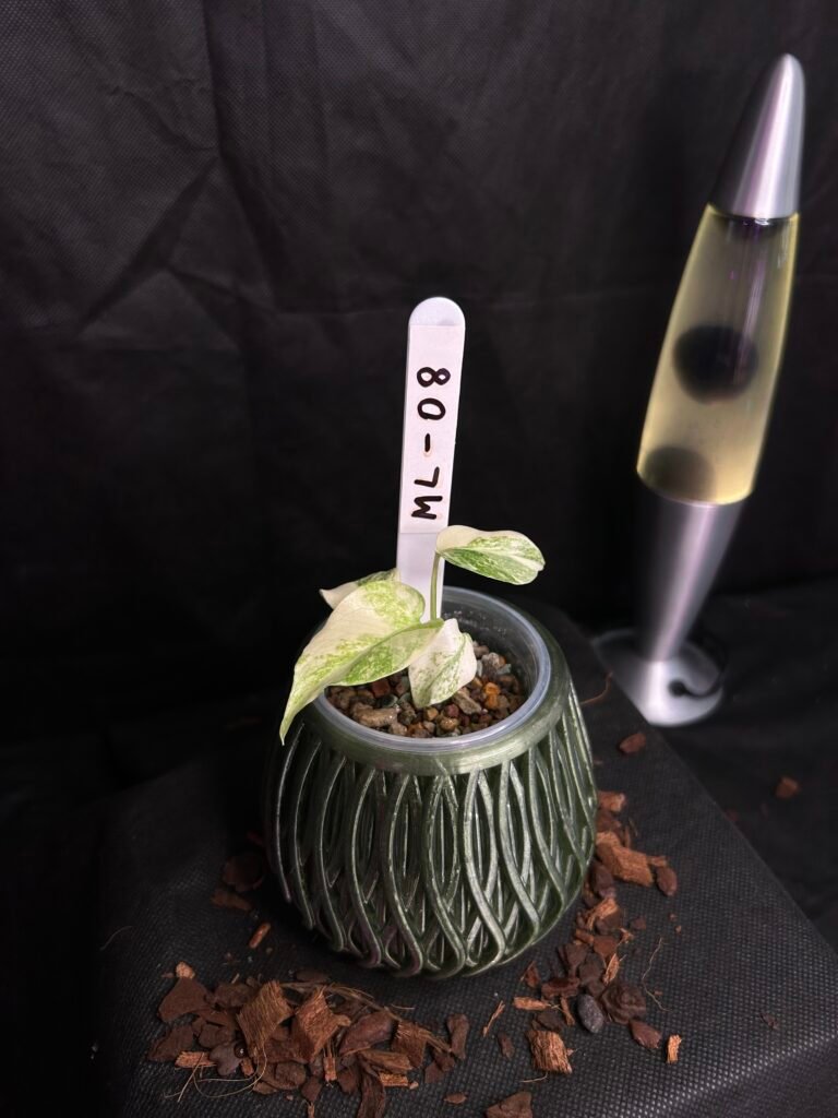 Monstera Legacy