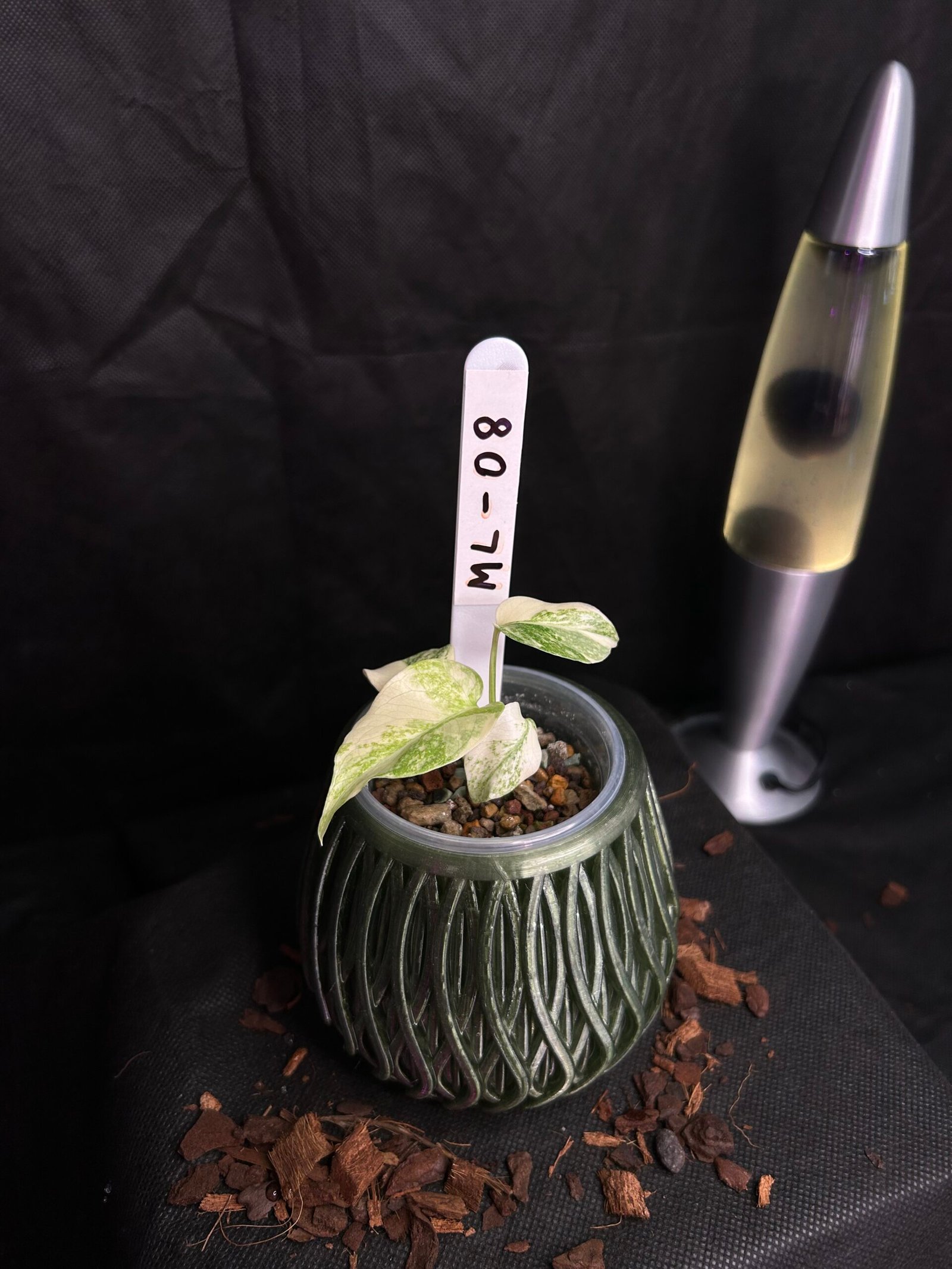 Monstera Legacy