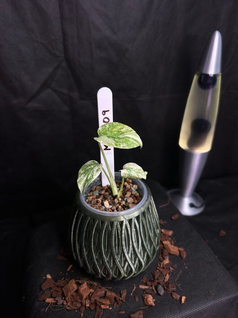 Monstera Legacy
