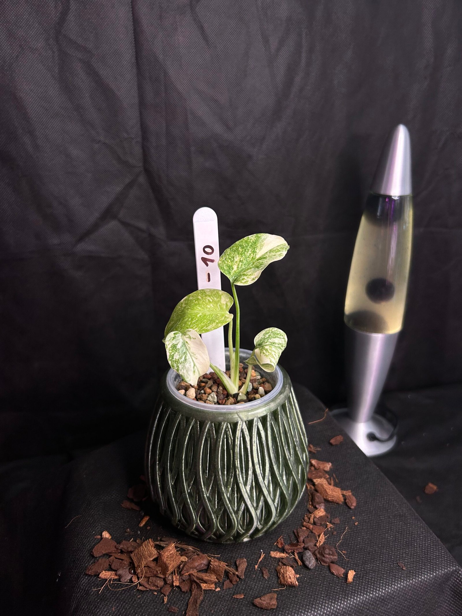 Monstera Legacy – Obrázok 2