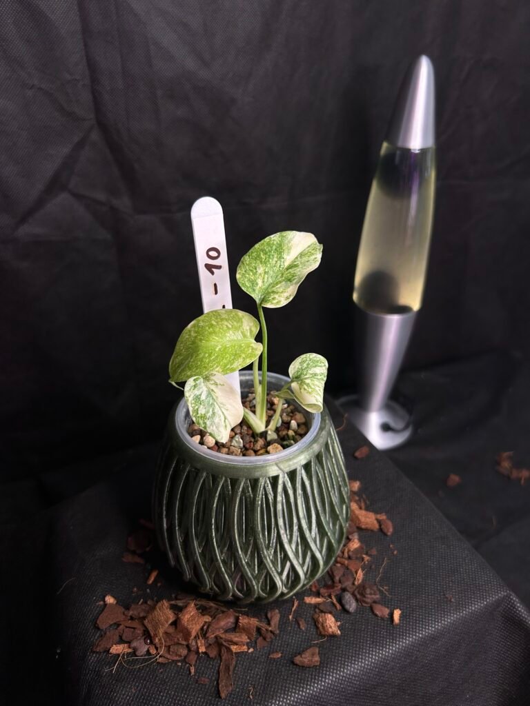 Monstera Legacy
