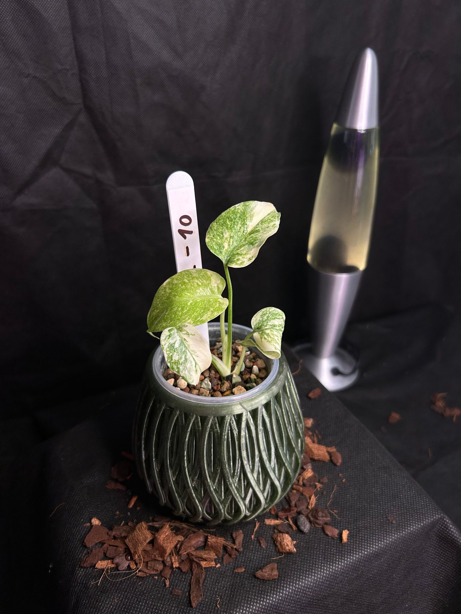 Monstera Legacy