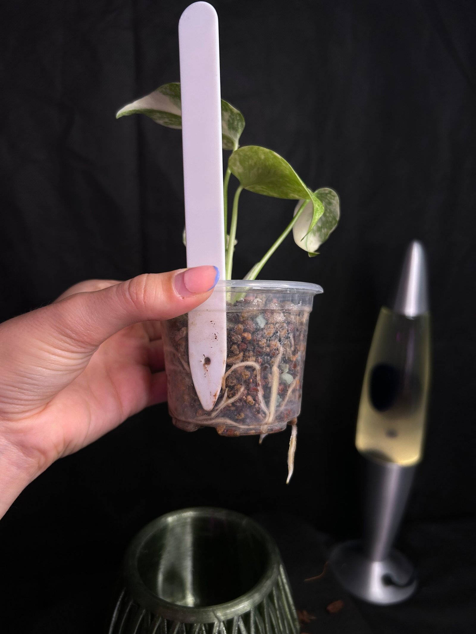 Monstera Legacy – Obrázok 3
