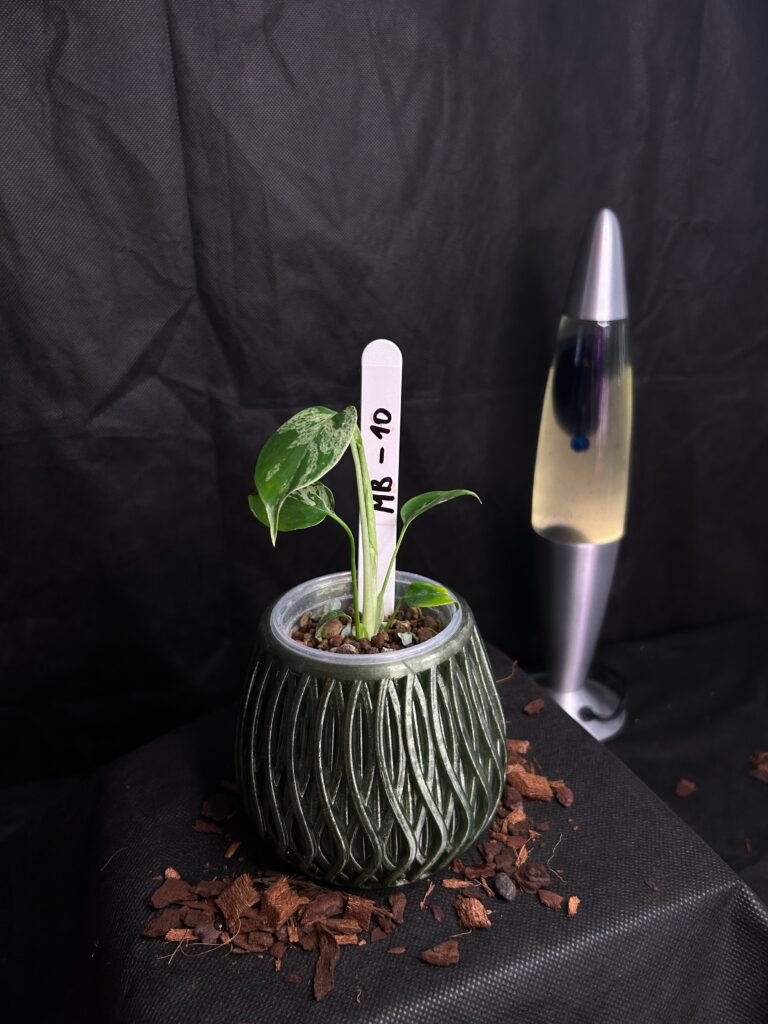 Monstera Bulbasaur