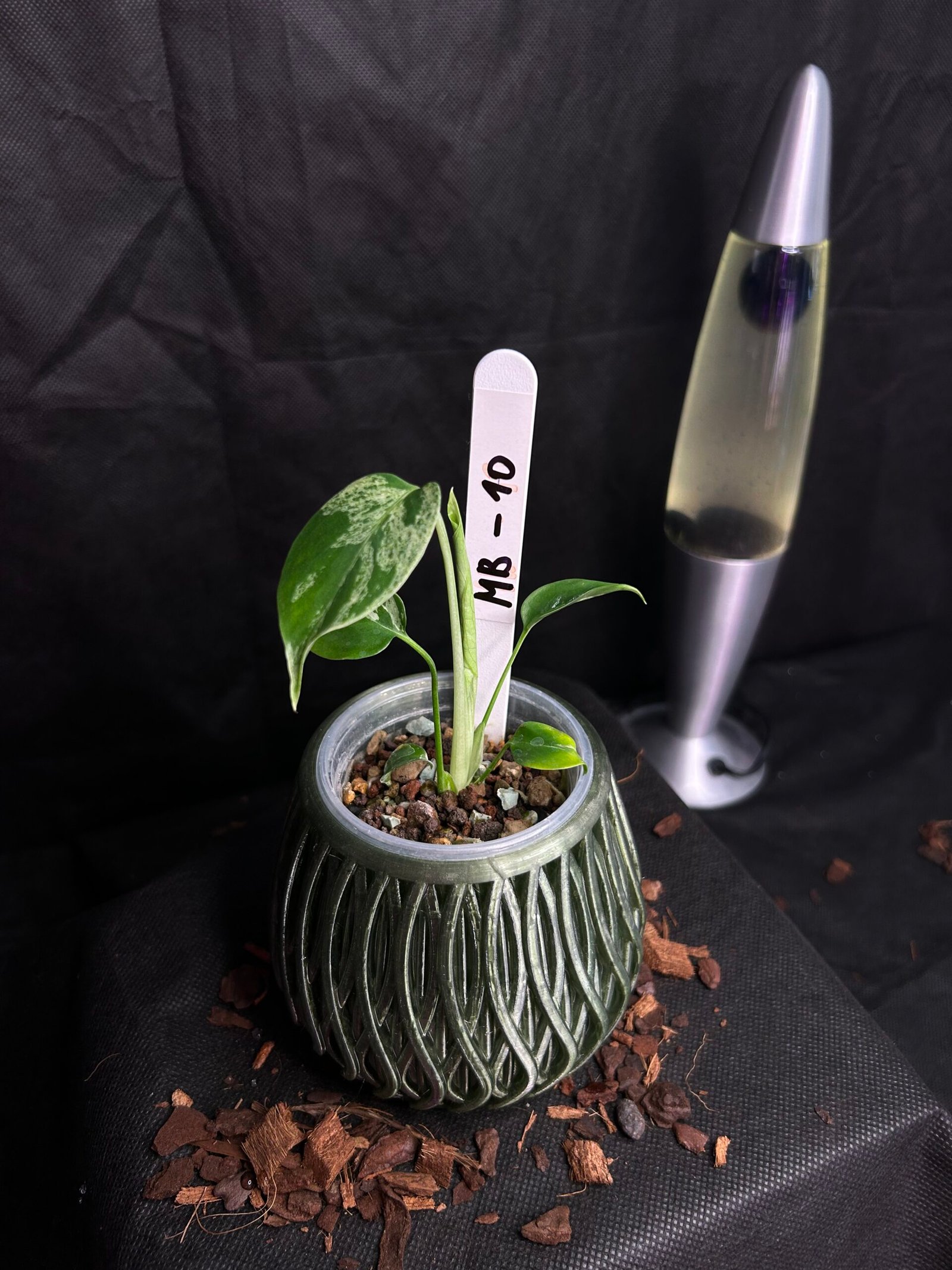Monstera Bulbasaur – Obrázok 2