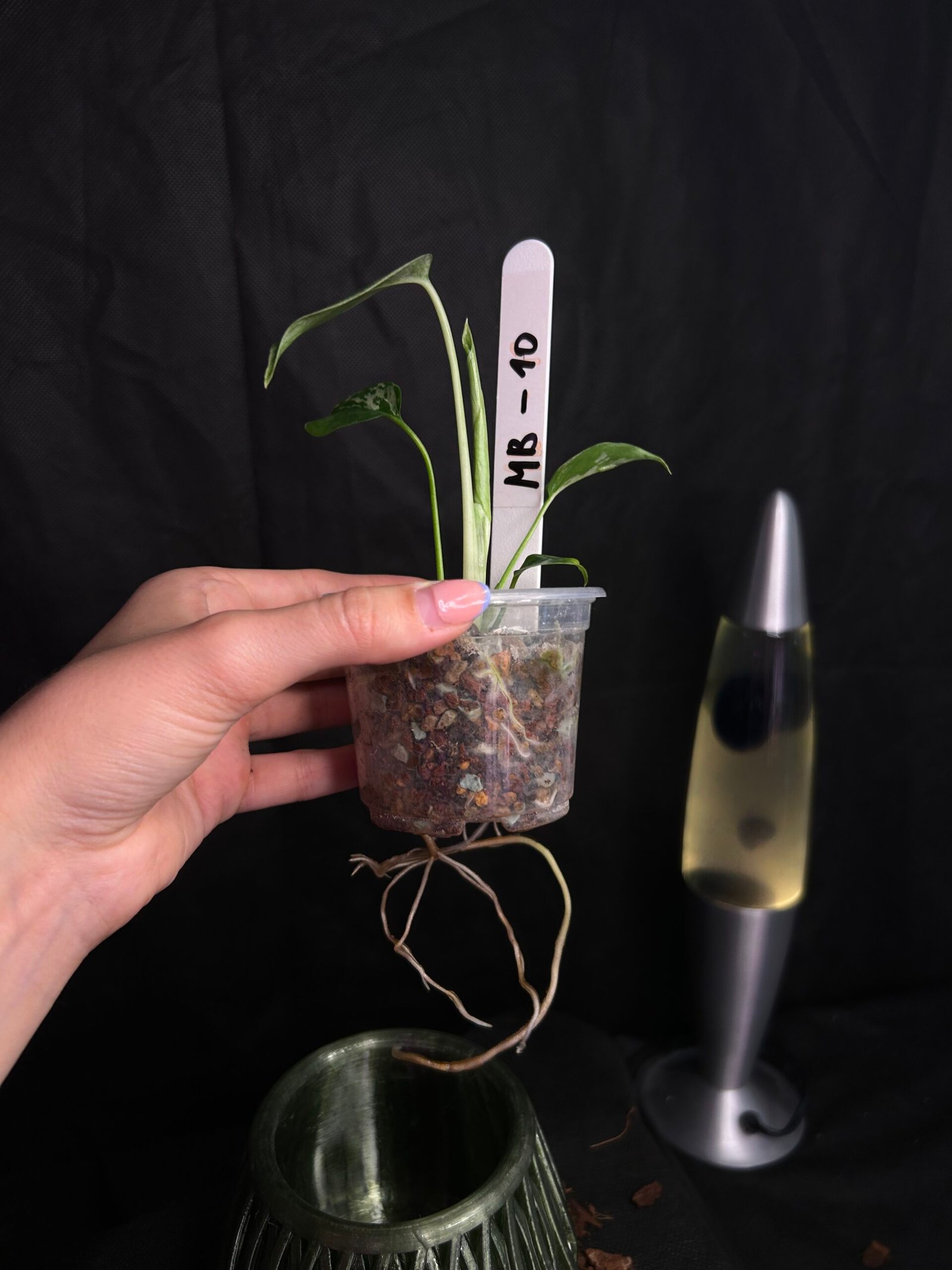 Monstera Bulbasaur – Obrázok 3