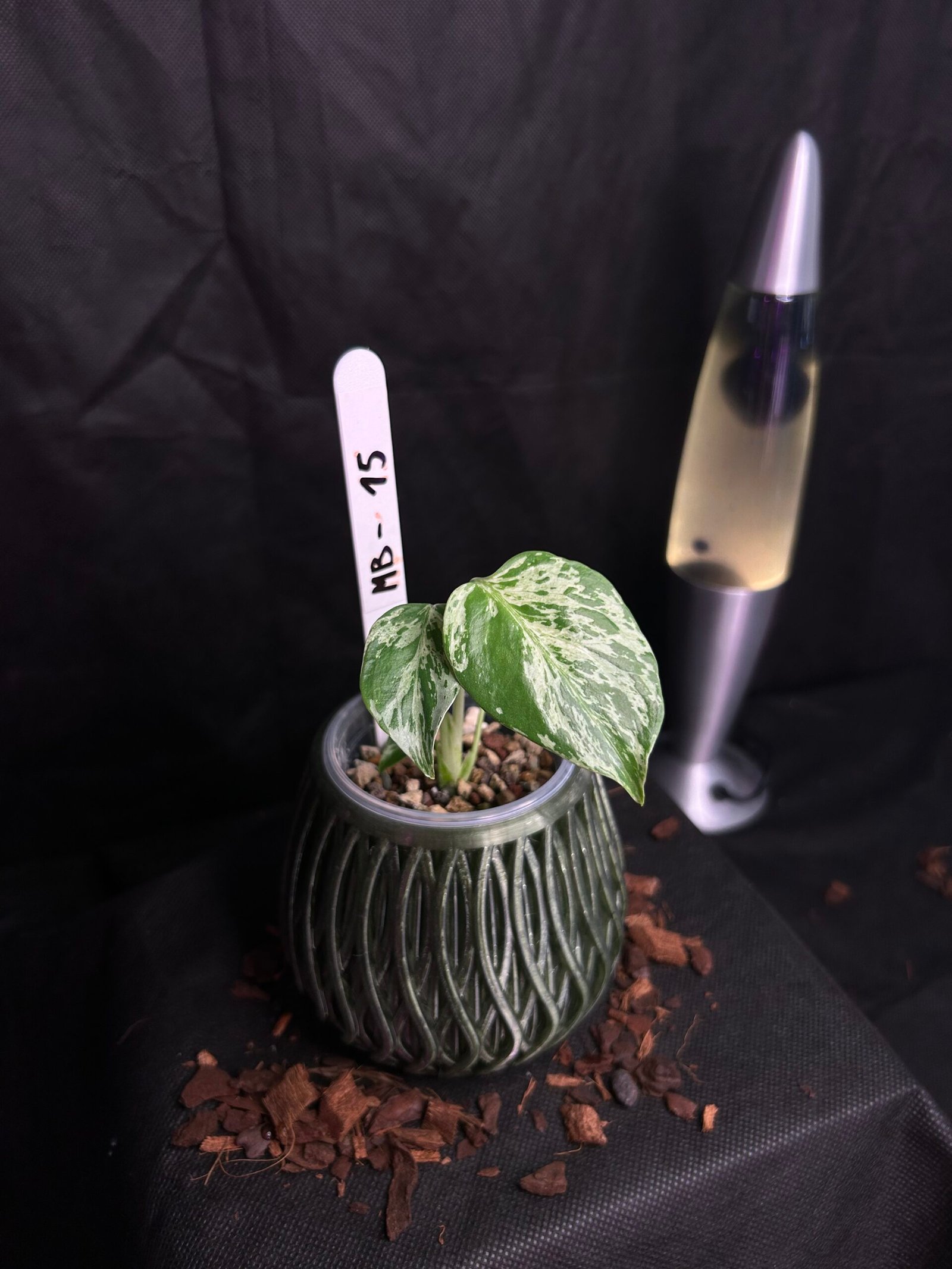 Monstera Bulbasaur – Obrázok 2