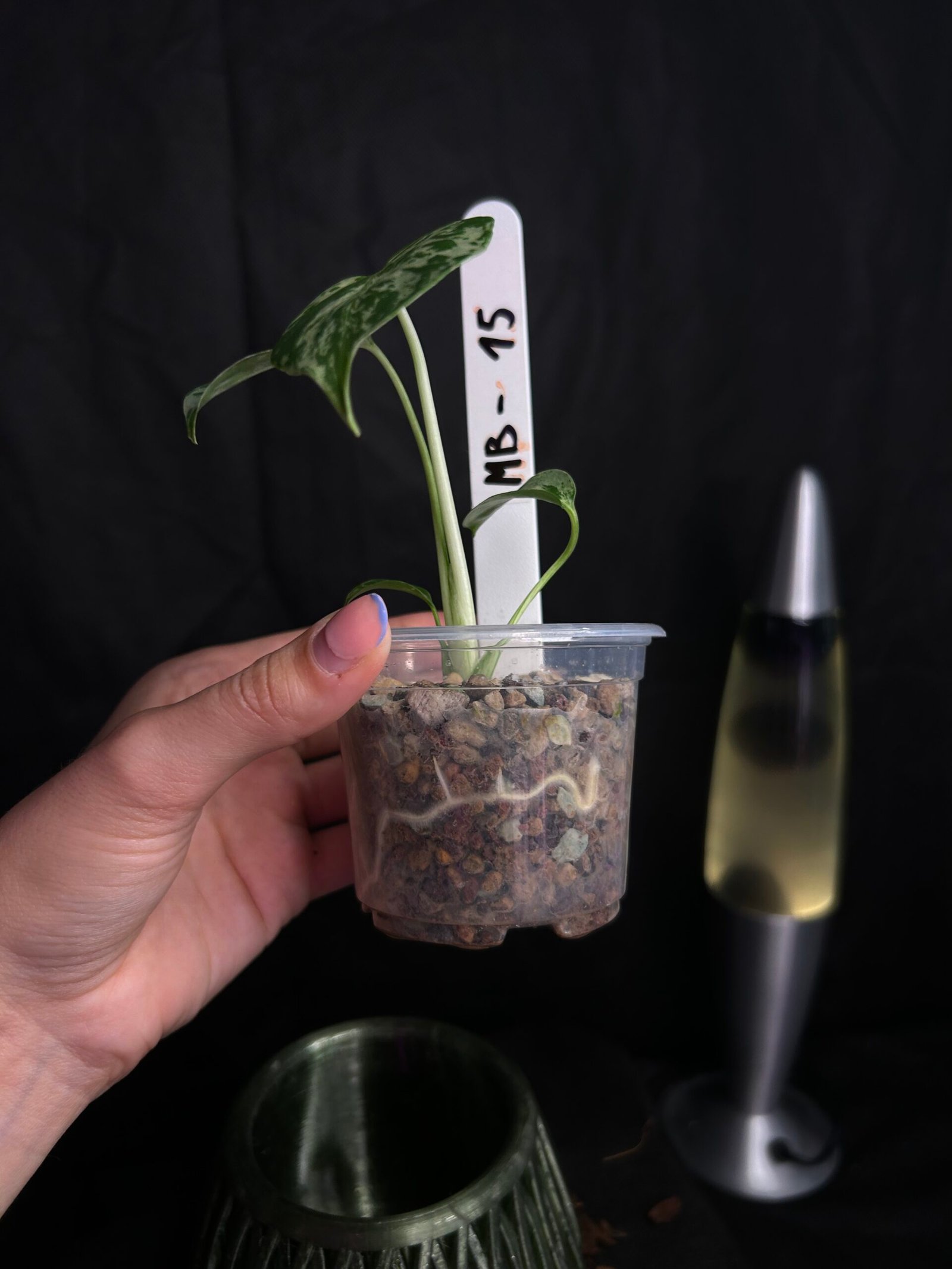 Monstera Bulbasaur – Obrázok 3