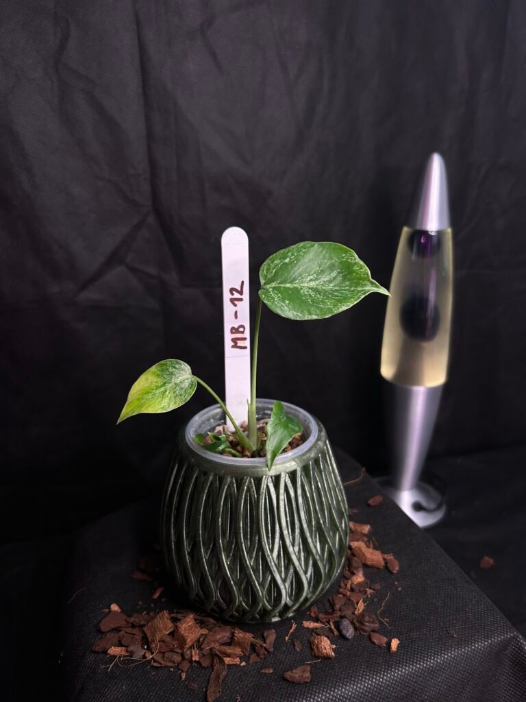 Monstera Bulbasaur