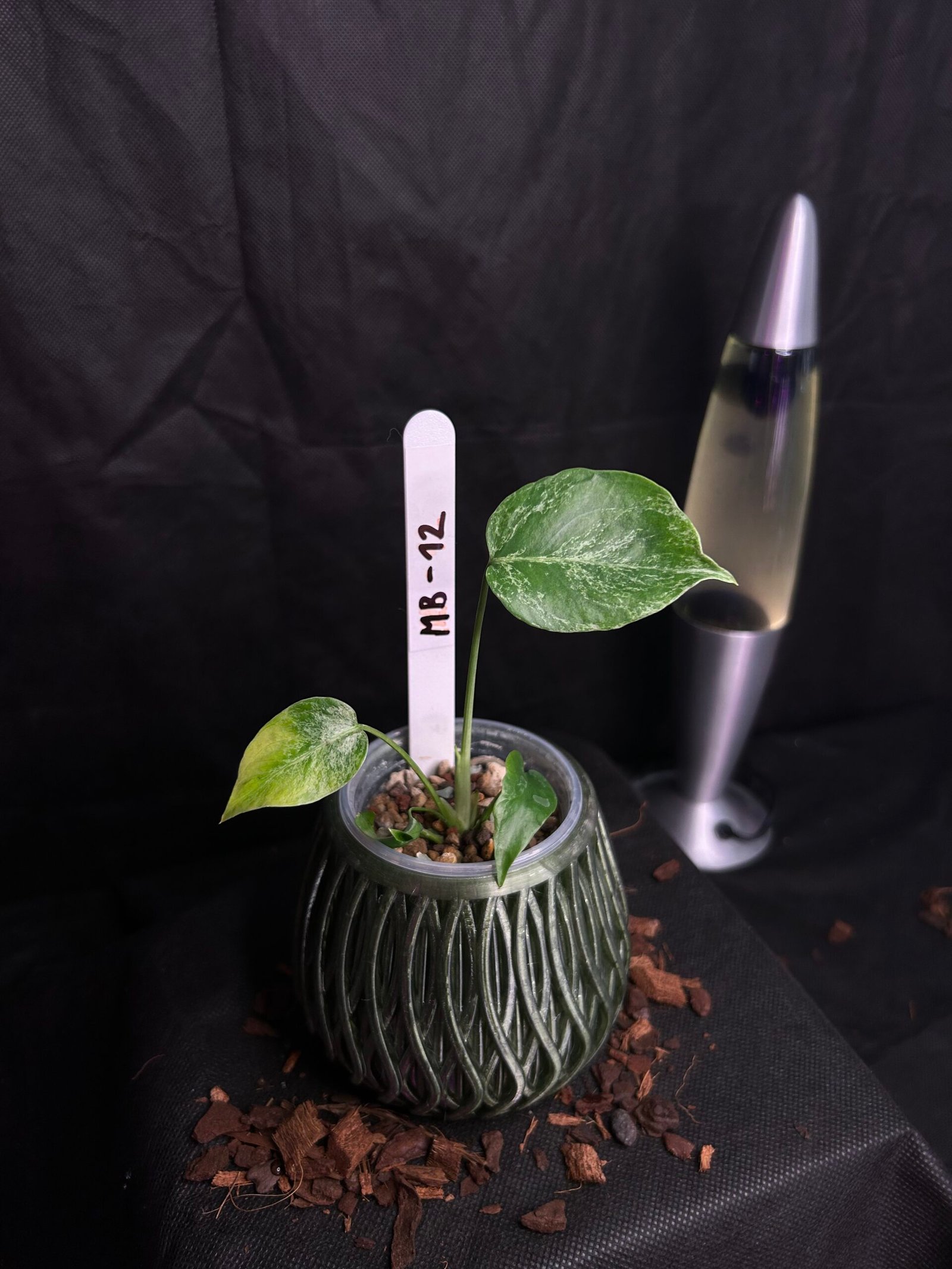 Monstera Bulbasaur – Obrázok 2