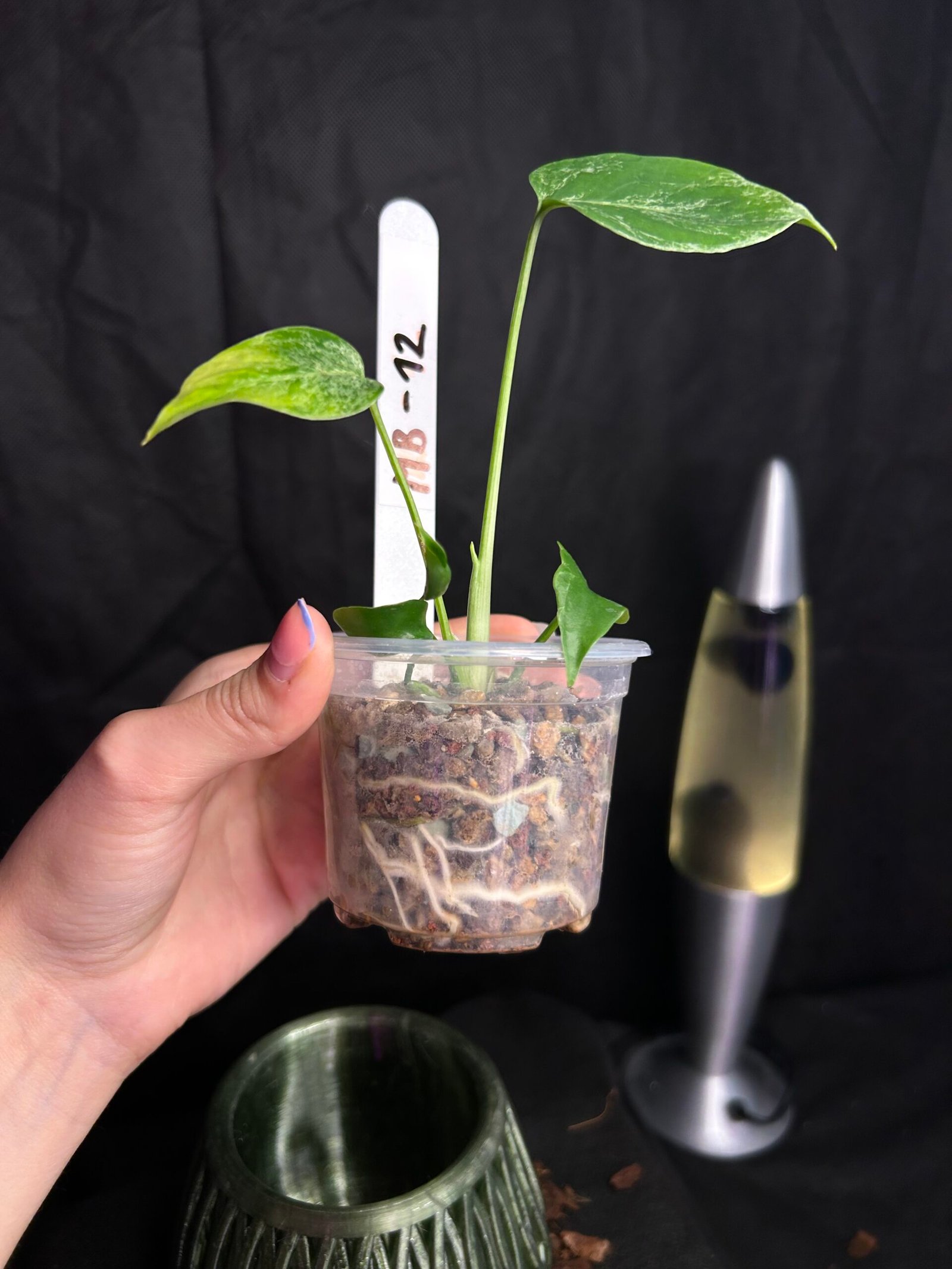 Monstera Bulbasaur – Obrázok 3