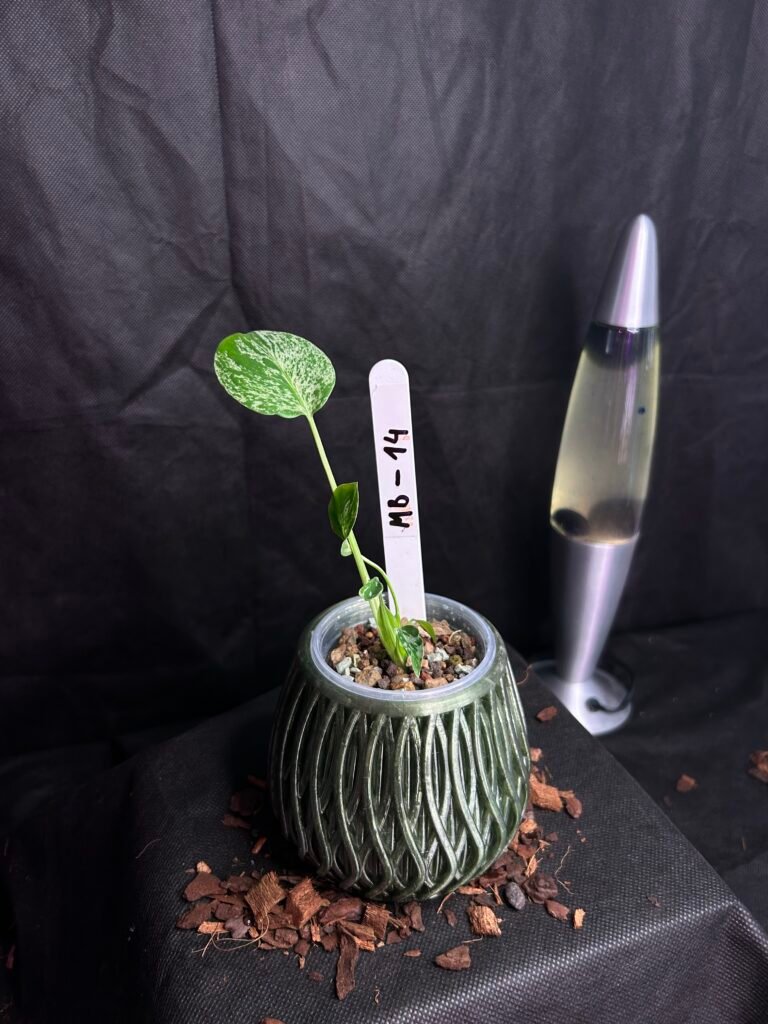 Monstera Bulbasaur