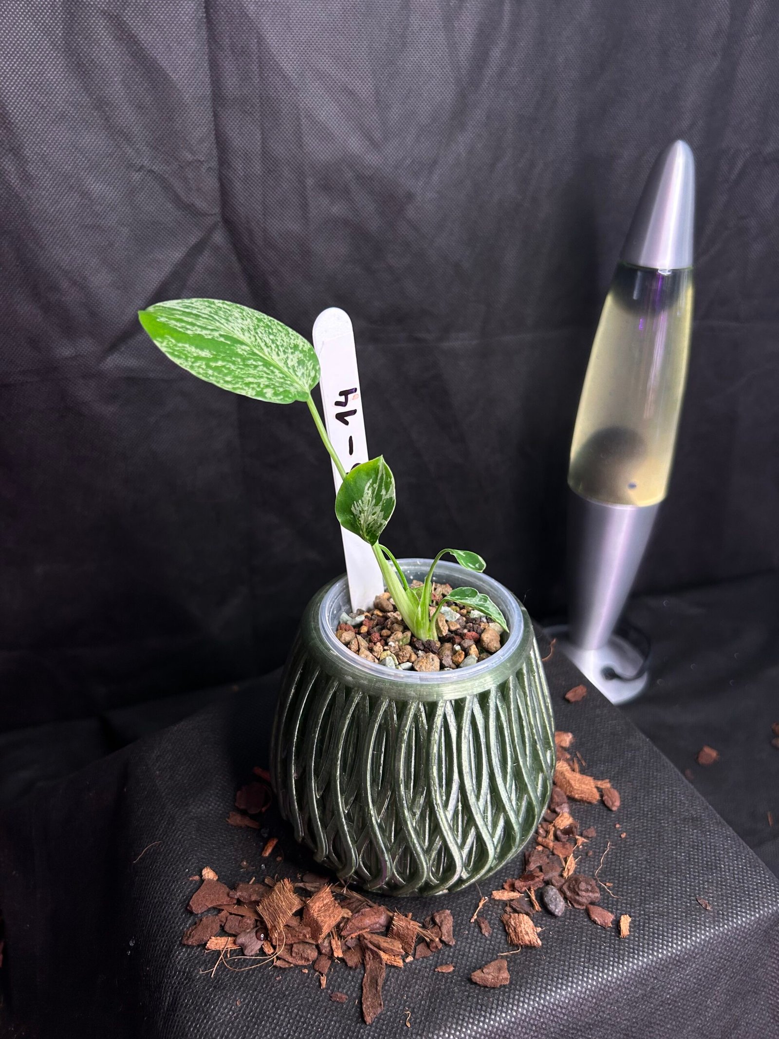 Monstera Bulbasaur – Obrázok 2