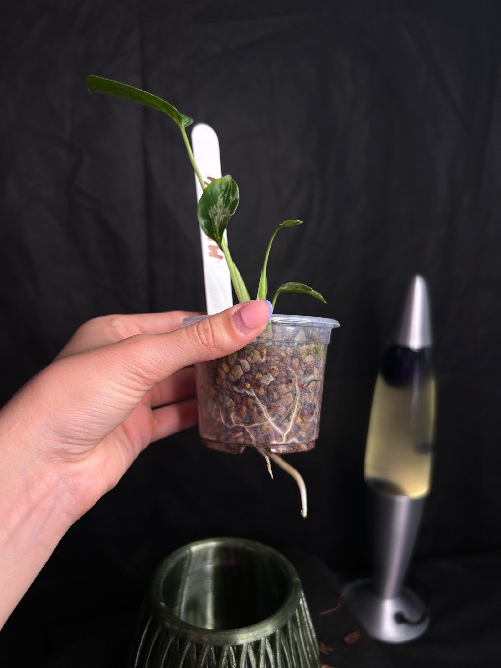 Monstera Bulbasaur – Obrázok 3