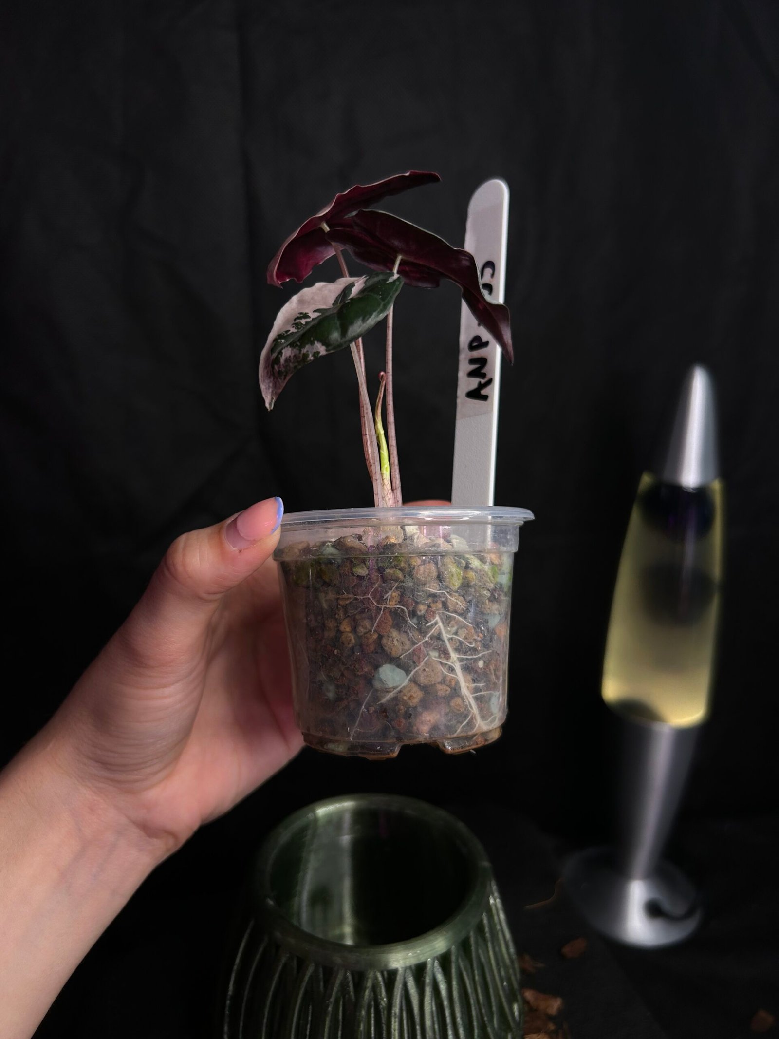 Alocasia Nobilis Pink – Obrázok 2