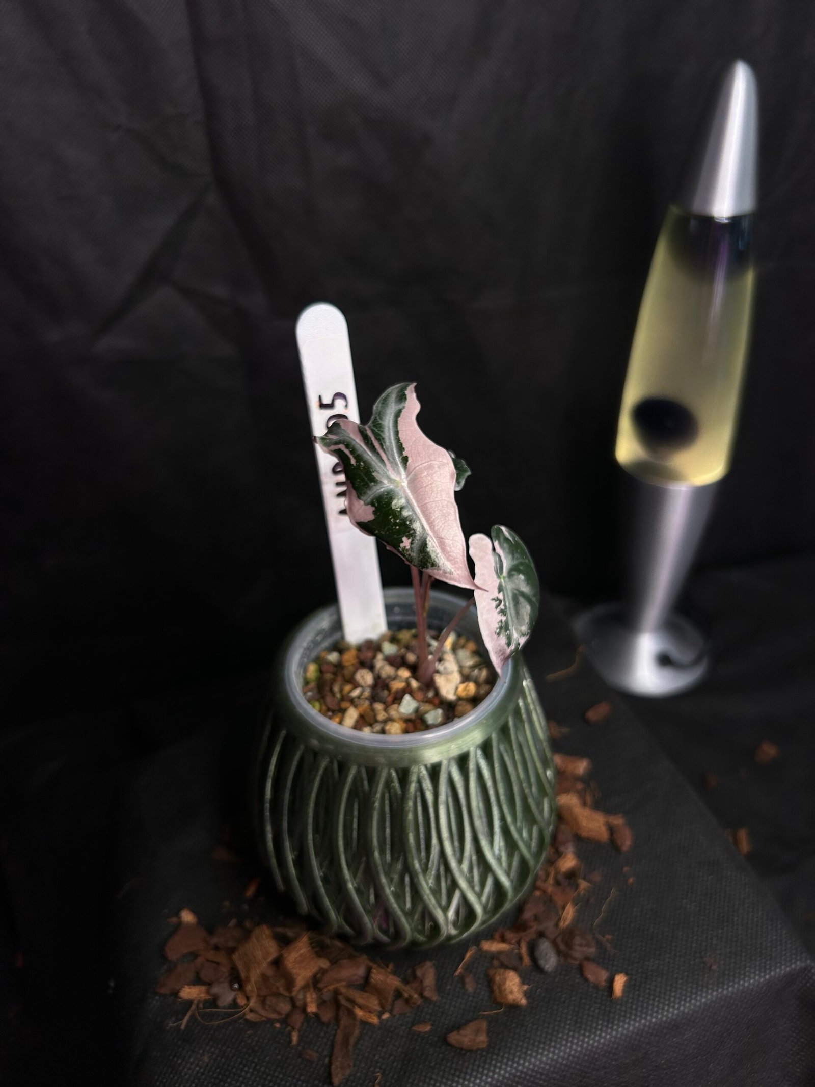 Alocasia Nobilis Pink