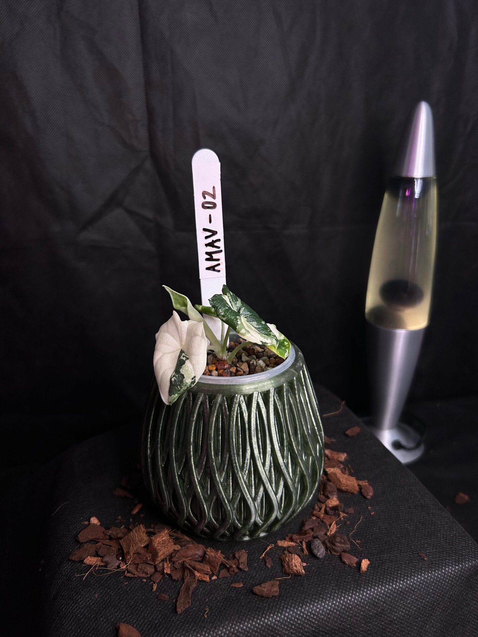 Alocasia Melo Albo Variegata – Obrázok 2