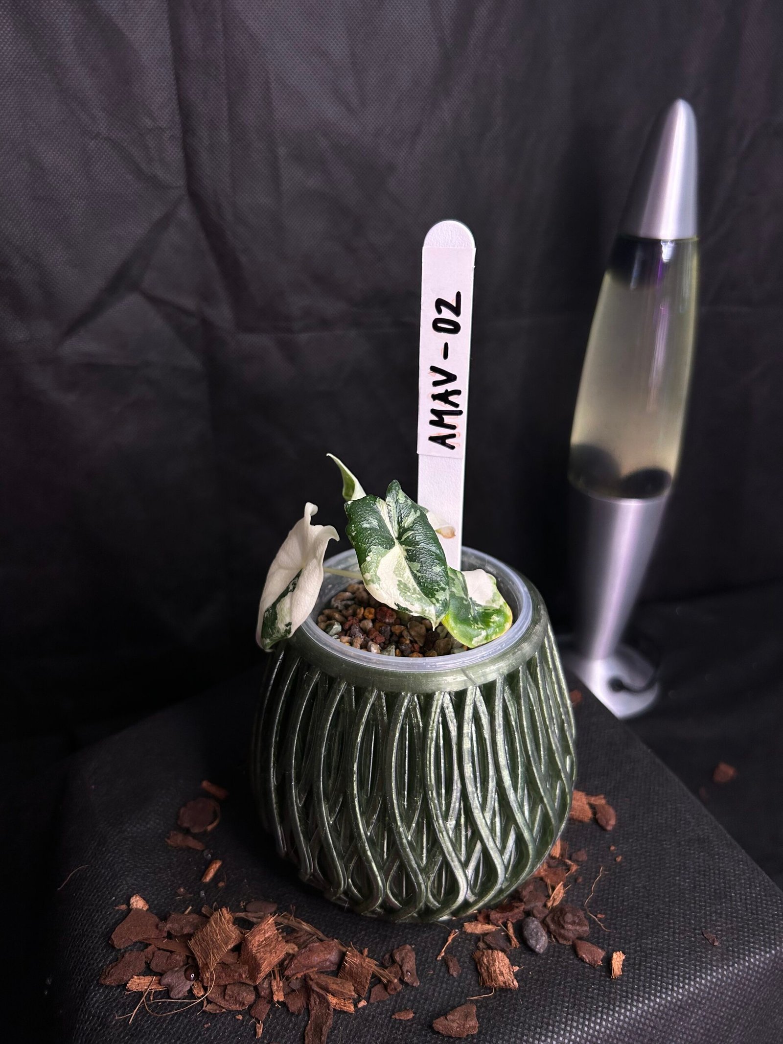 Alocasia Melo Albo Variegata
