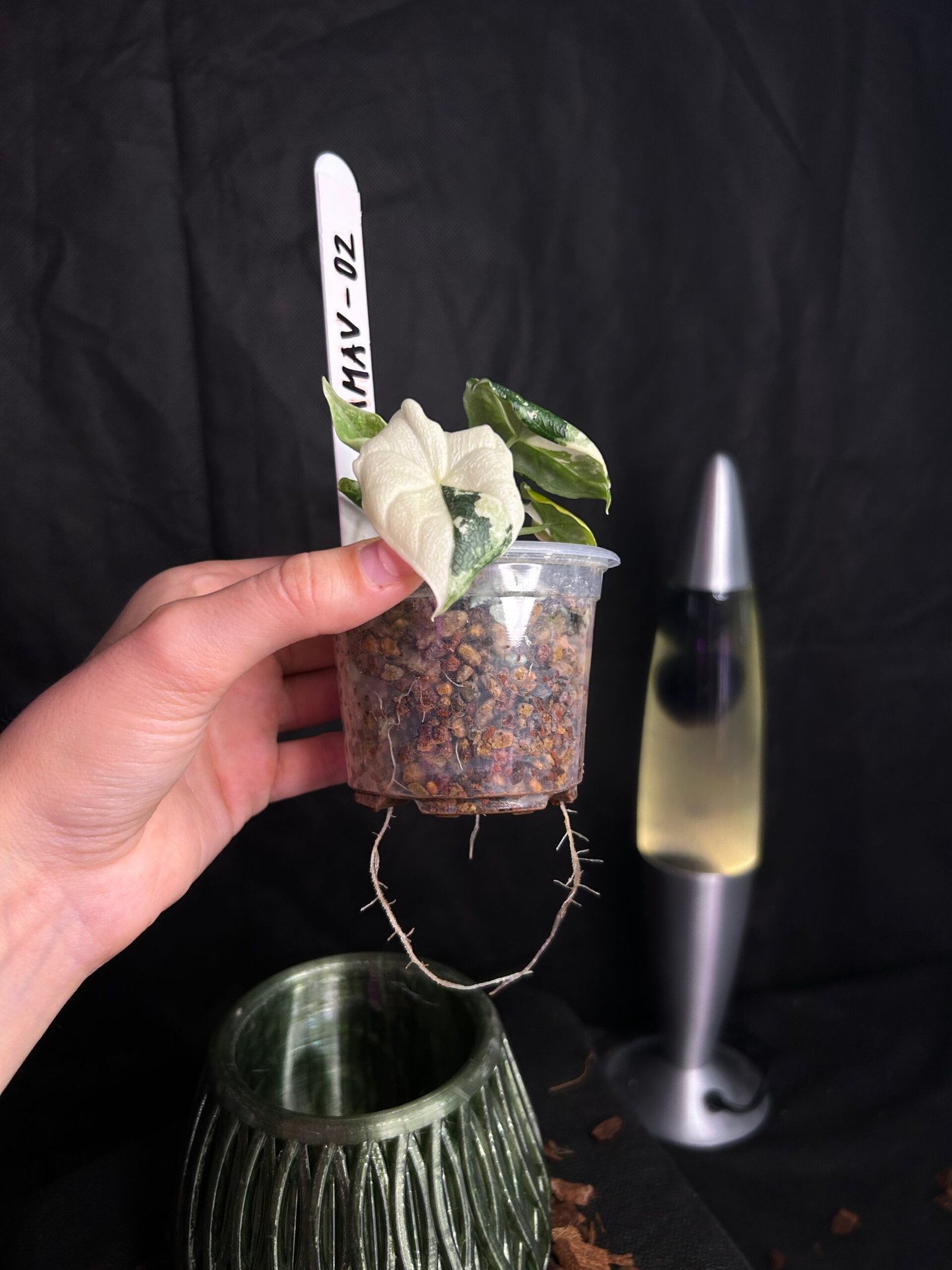 Alocasia Melo Albo Variegata – Obrázok 3