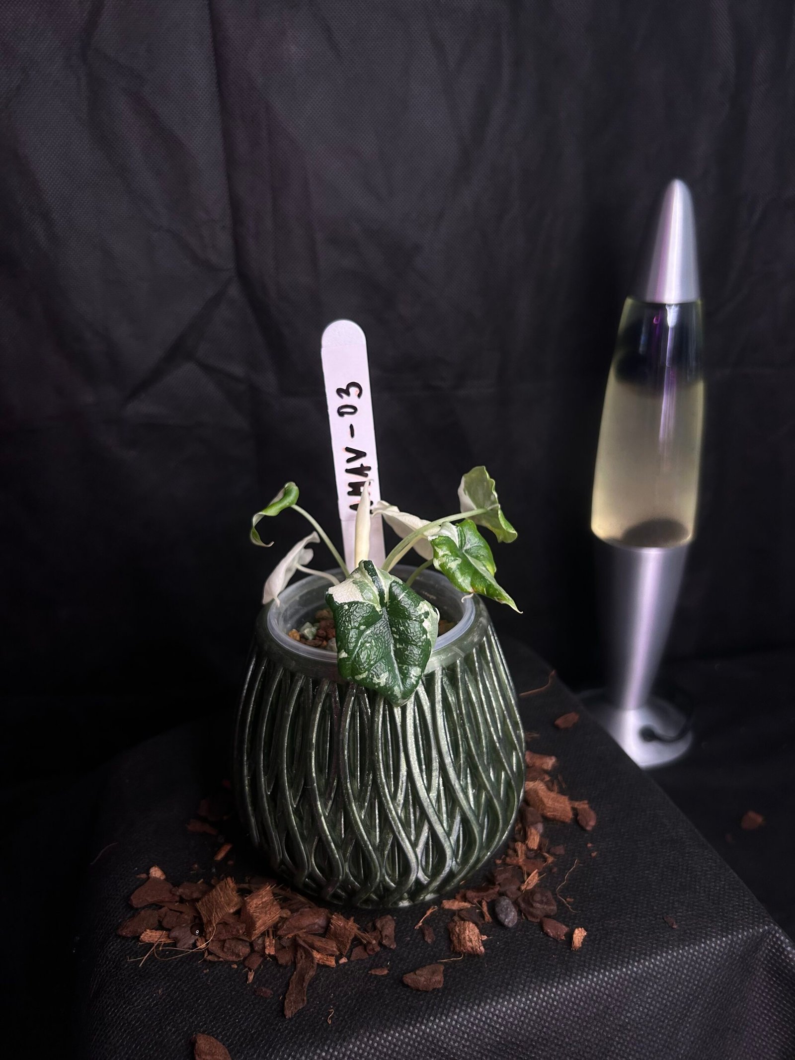 Alocasia Melo Albo Variegata – Obrázok 2