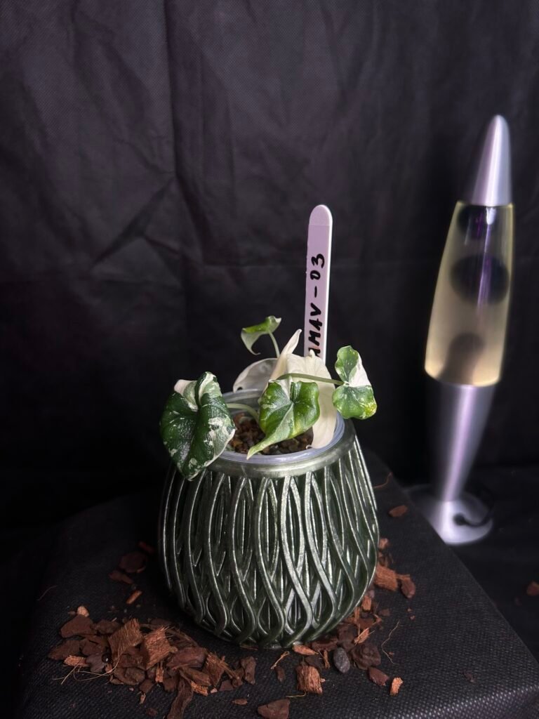 Alocasia Melo Albo Variegata