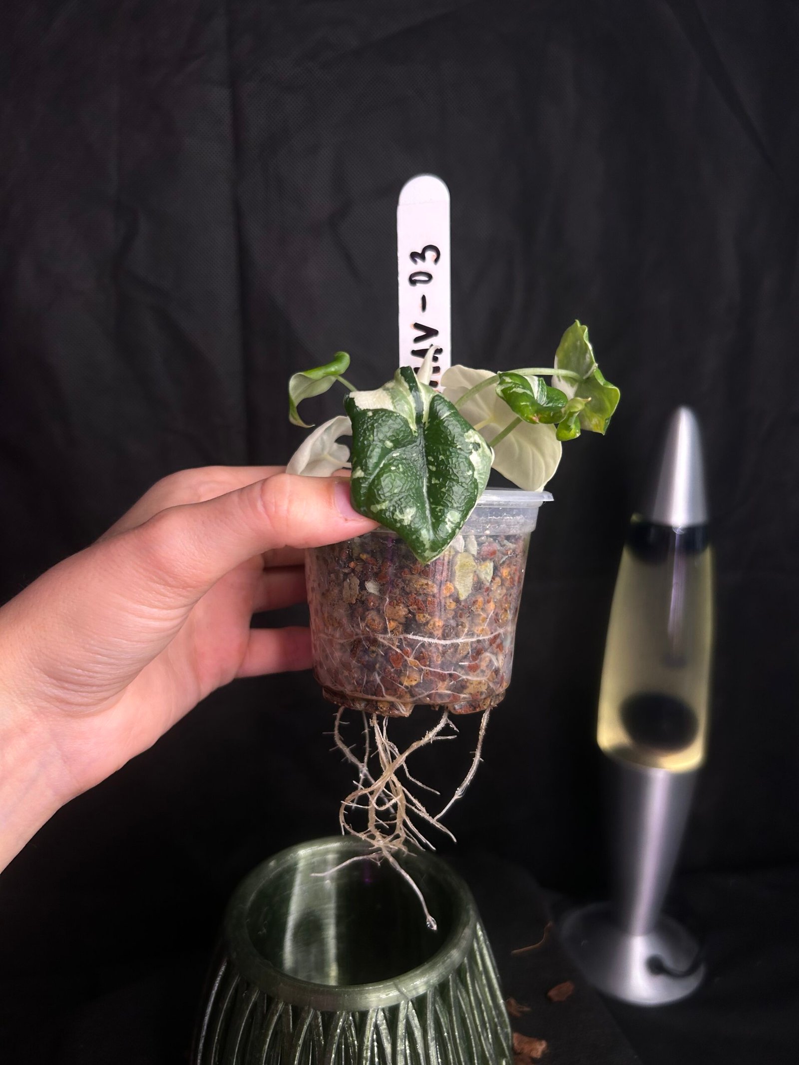 Alocasia Melo Albo Variegata – Obrázok 3