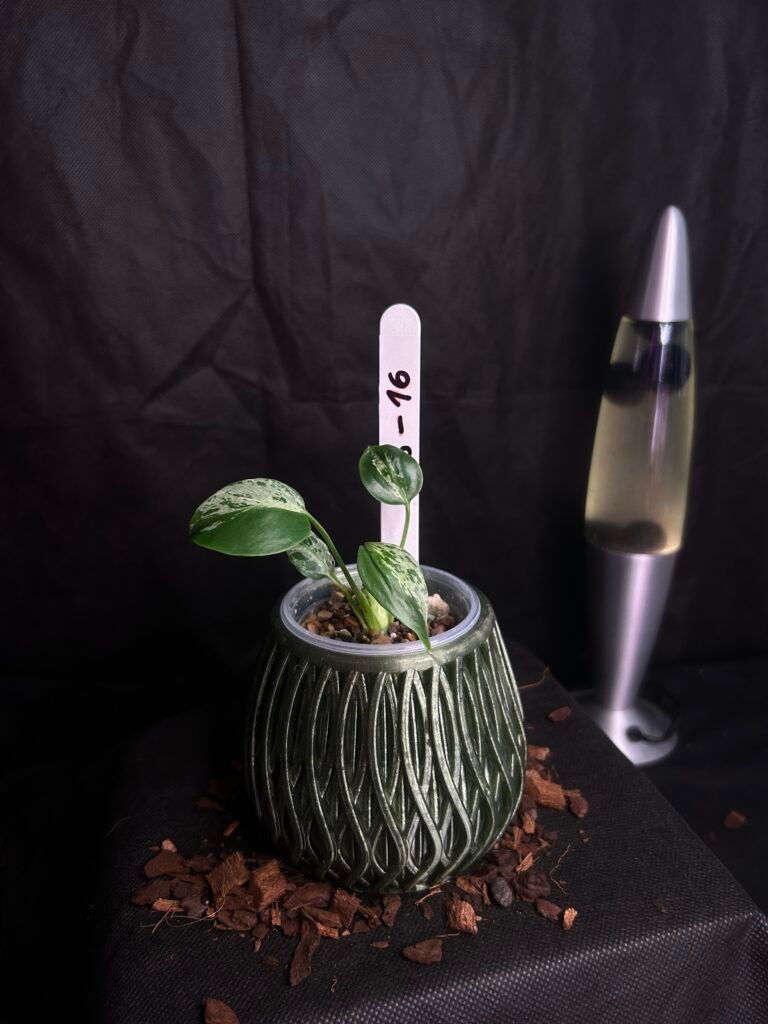 Monstera Bulbasaur