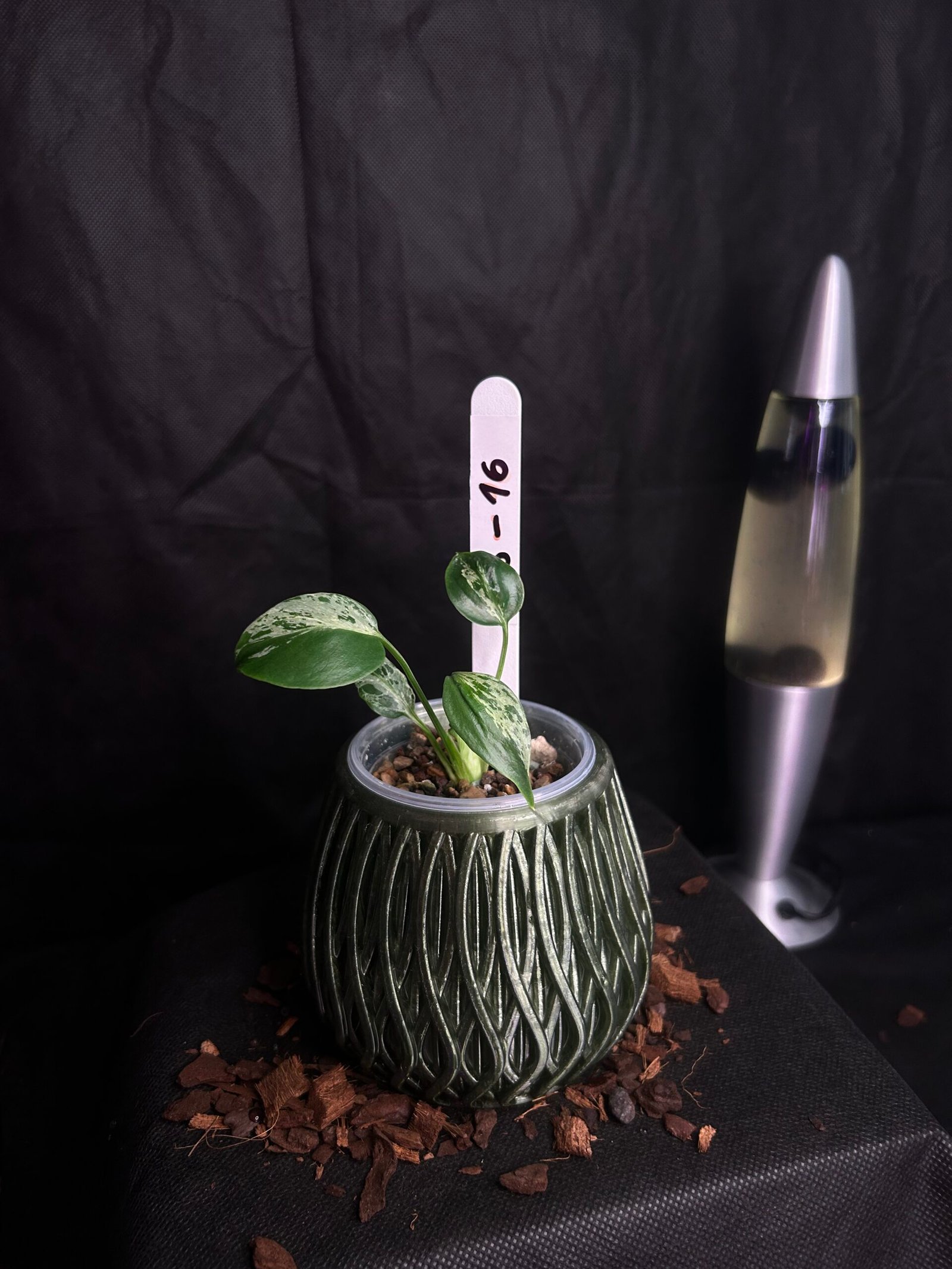 Monstera Bulbasaur