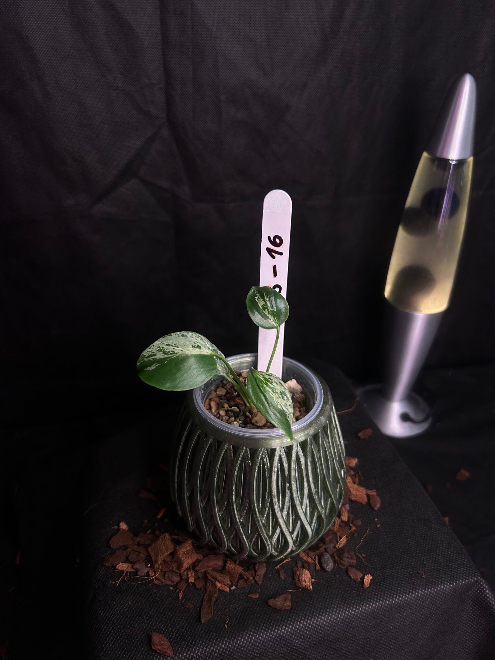 Monstera Bulbasaur – Obrázok 2