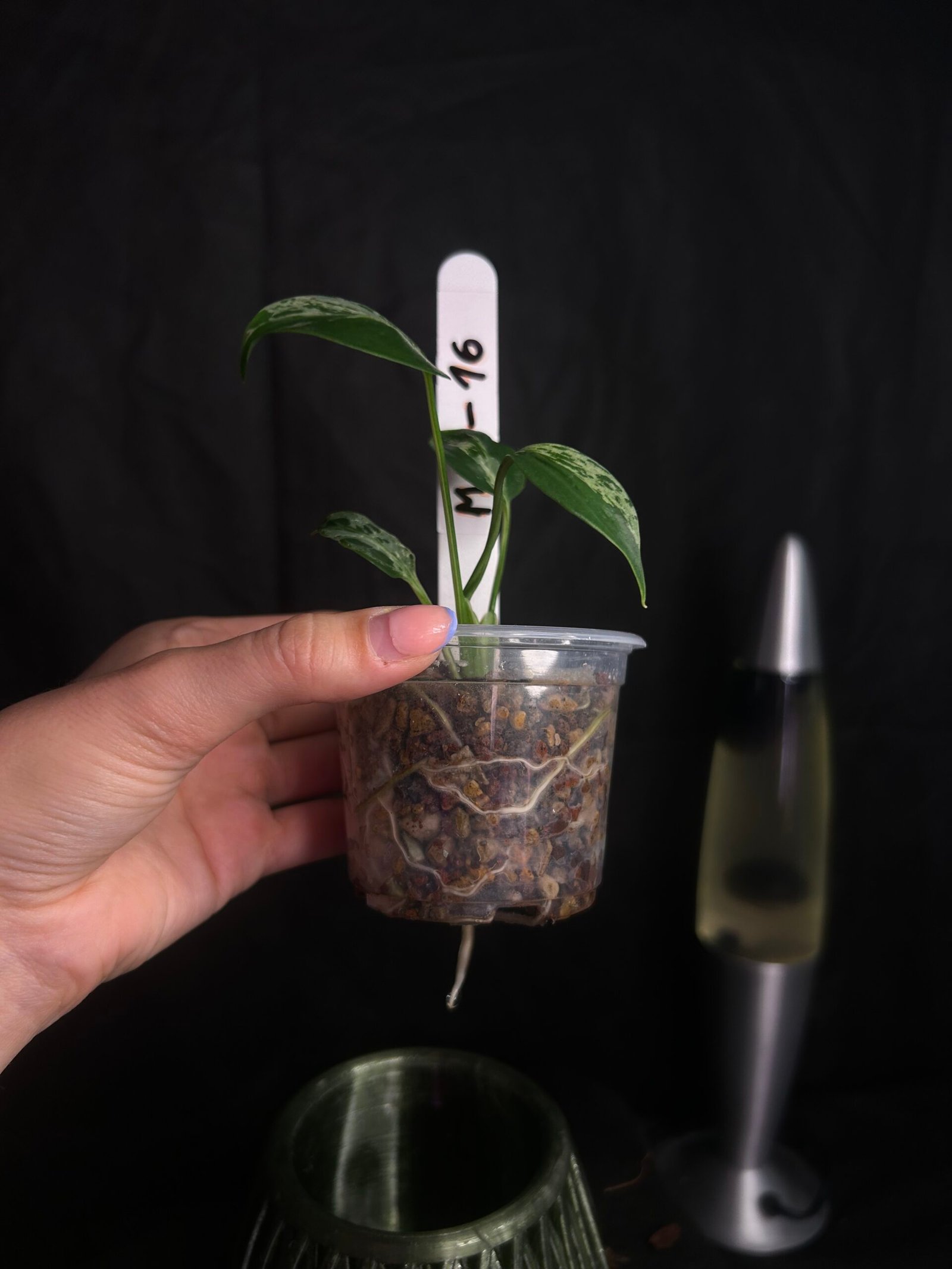 Monstera Bulbasaur – Obrázok 3