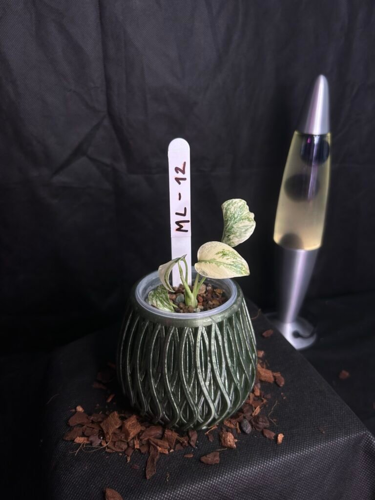 Monstera Legacy