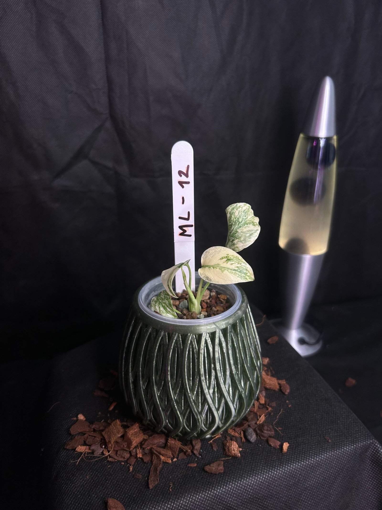 Monstera Legacy