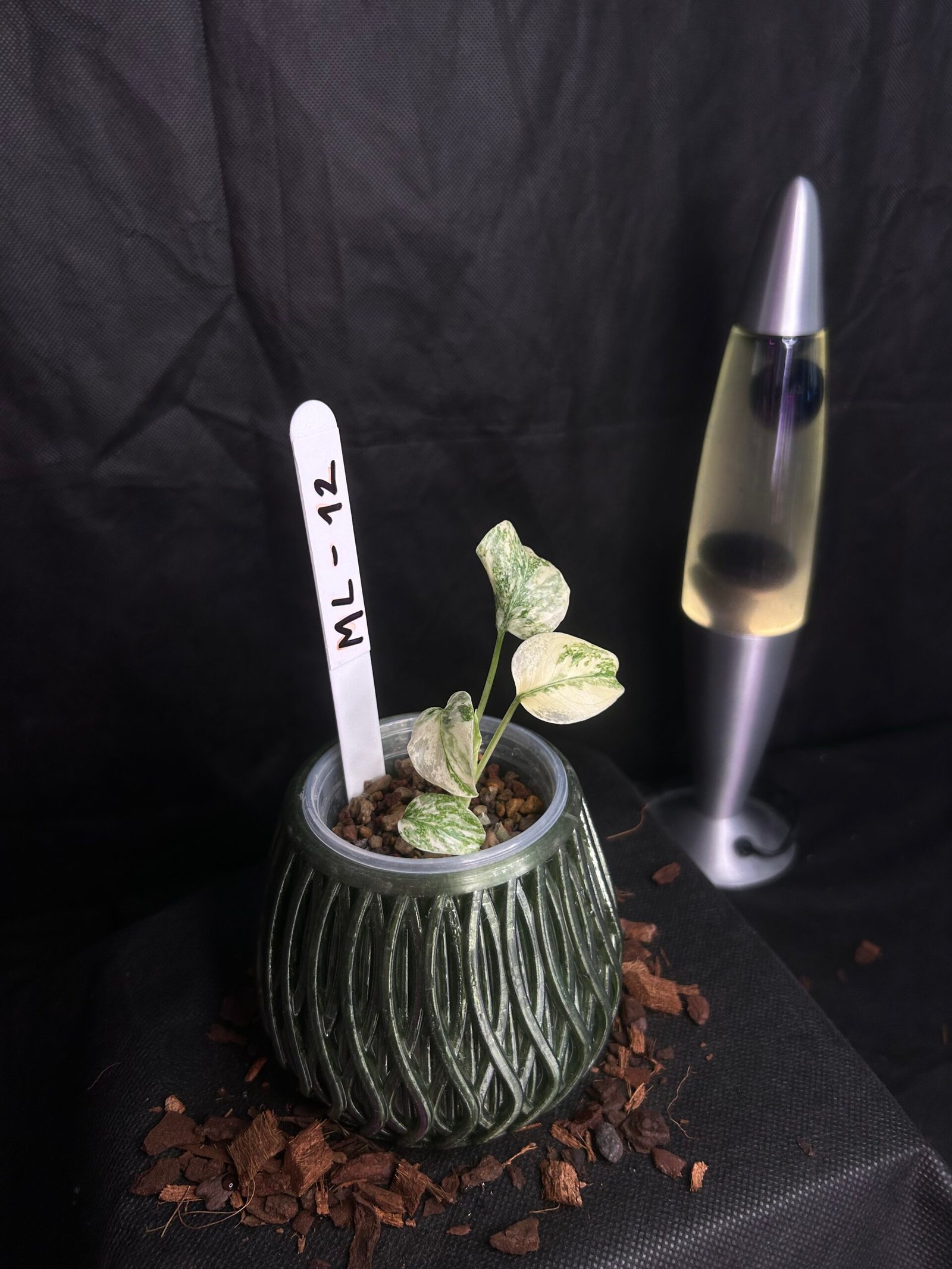 Monstera Legacy – Obrázok 2