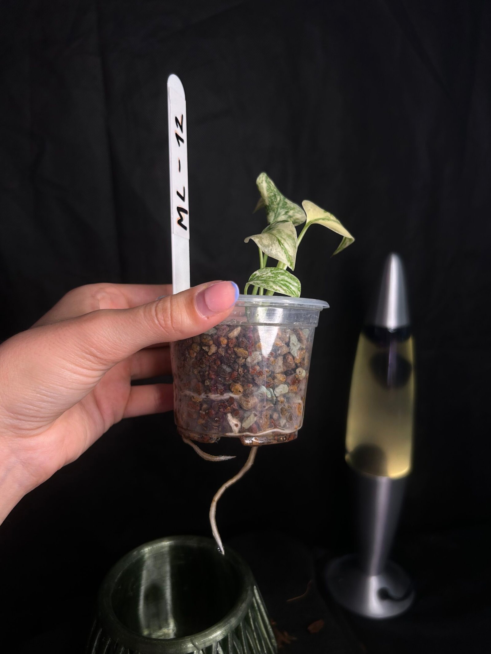 Monstera Legacy – Obrázok 3