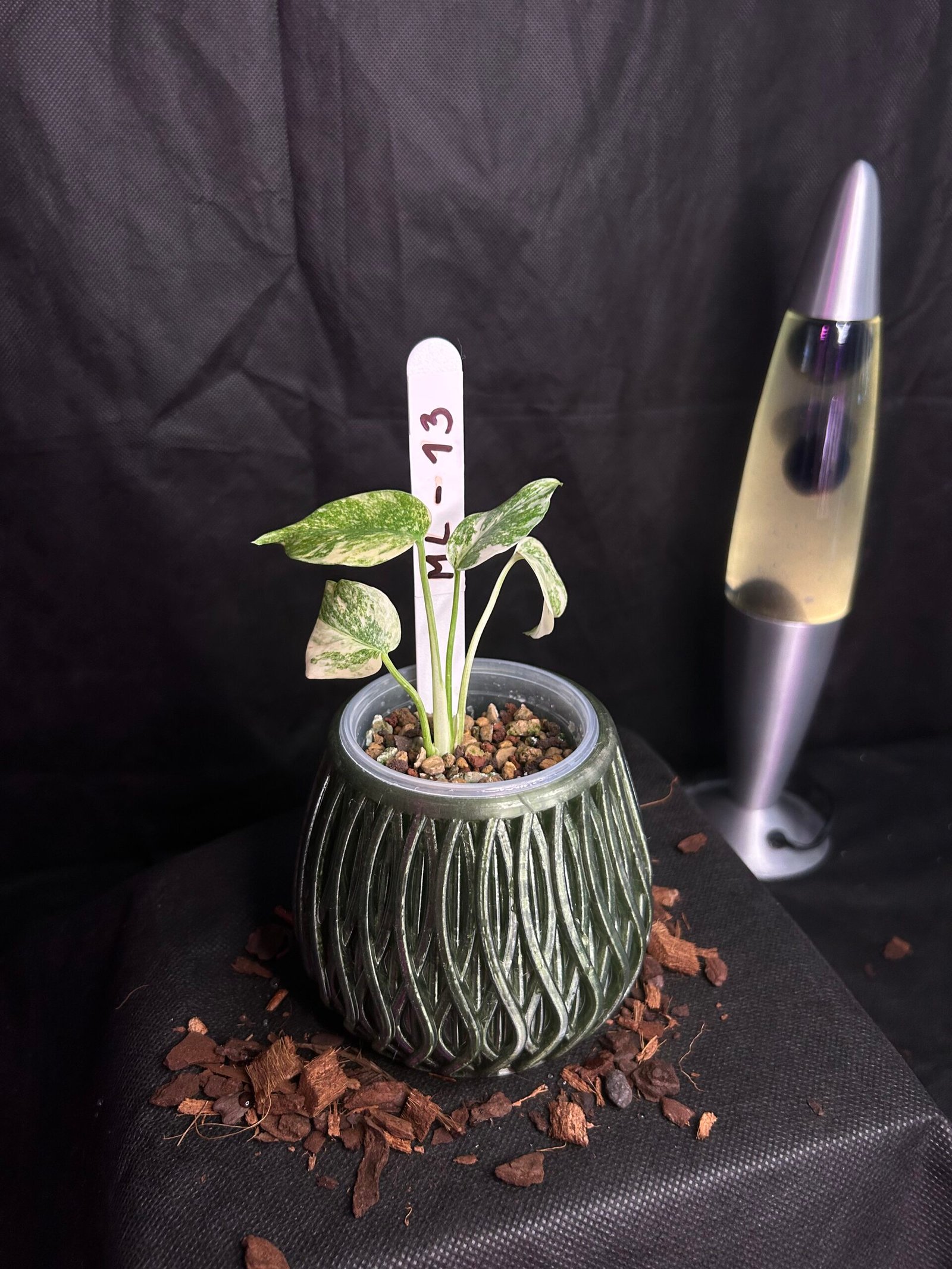 Monstera Legacy
