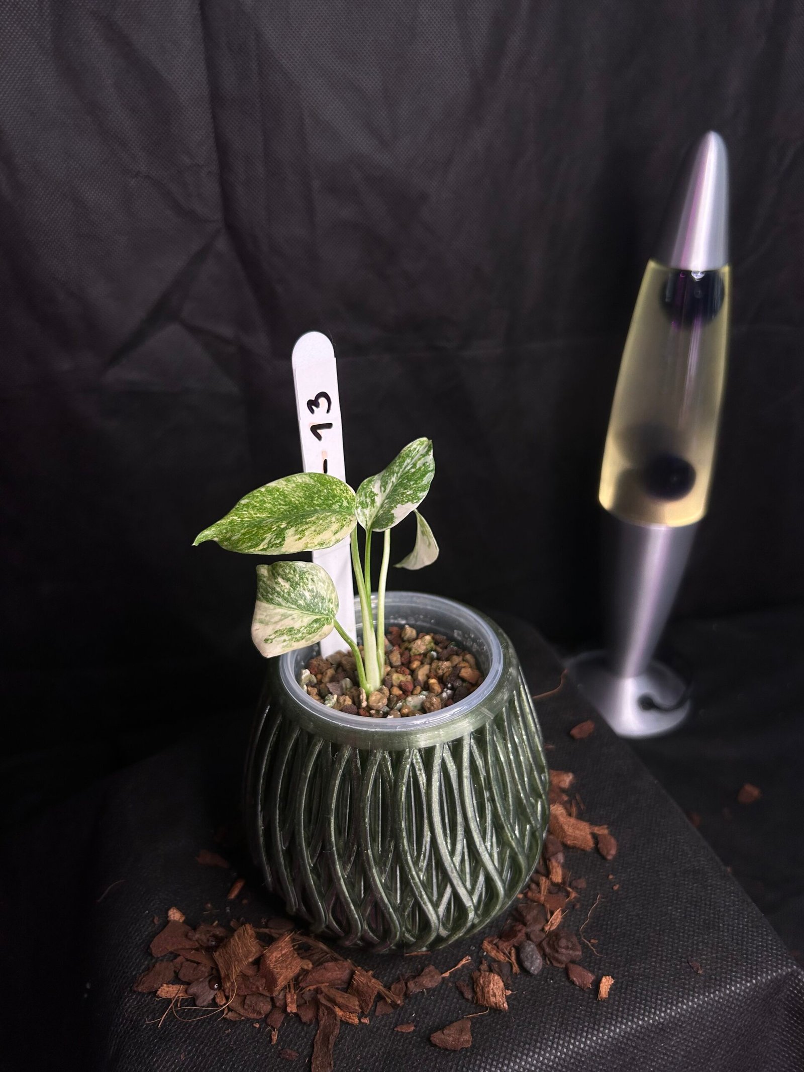 Monstera Legacy – Obrázok 2