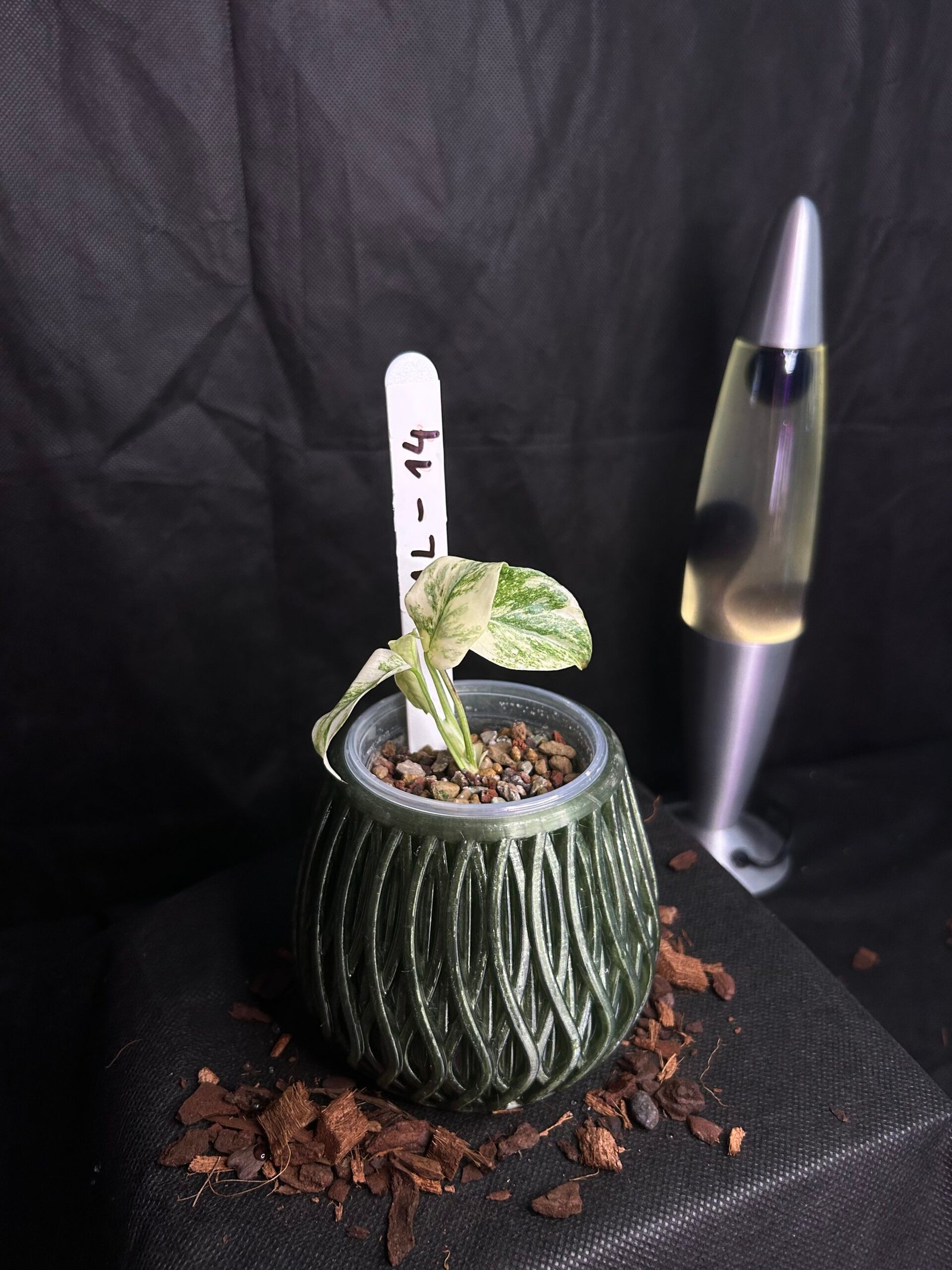 Monstera Legacy