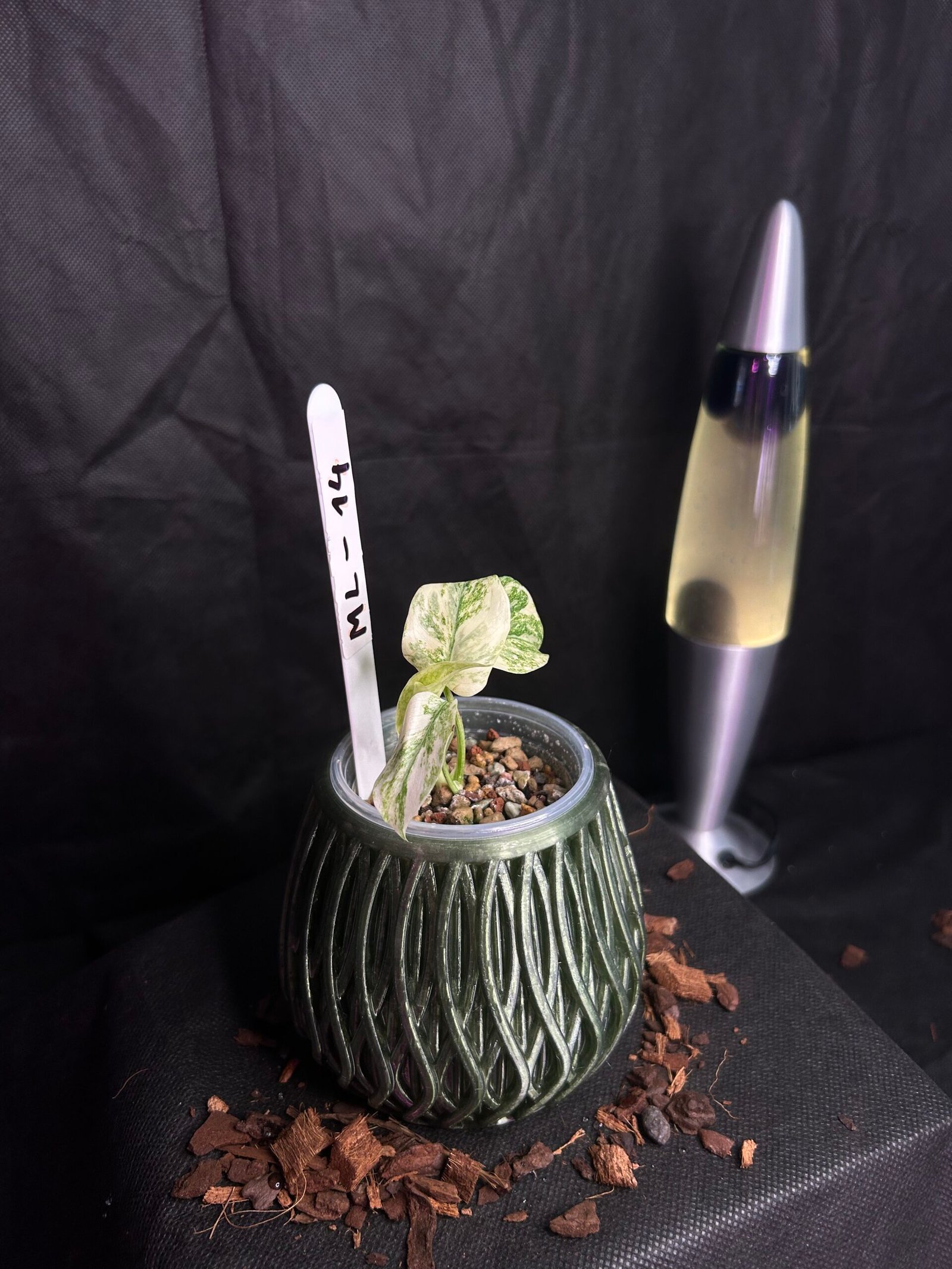 Monstera Legacy – Obrázok 2