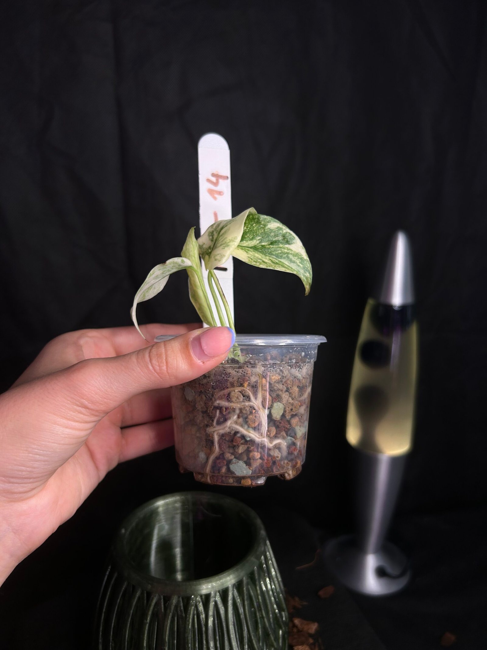 Monstera Legacy – Obrázok 3