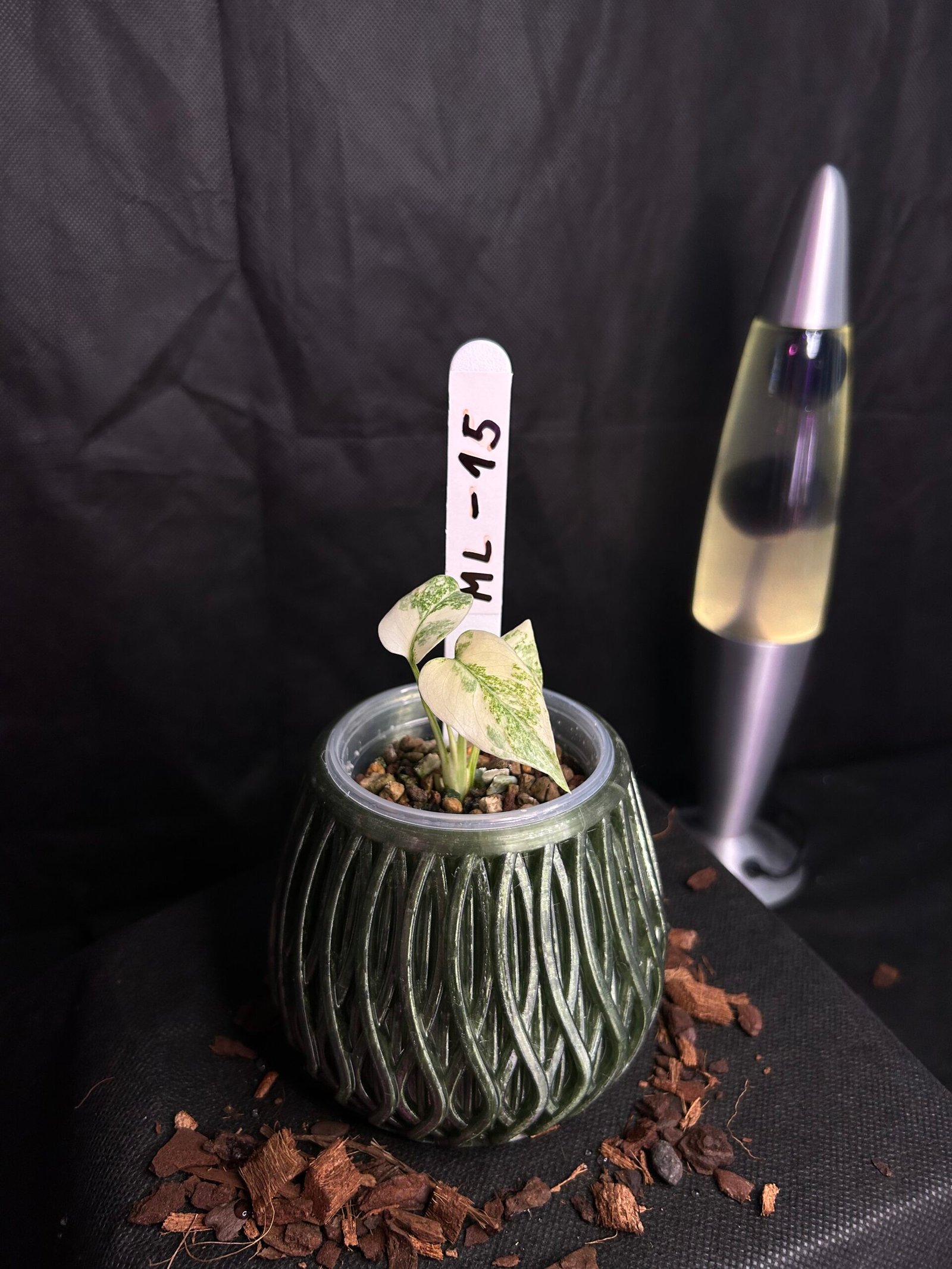 Monstera Legacy – Obrázok 2