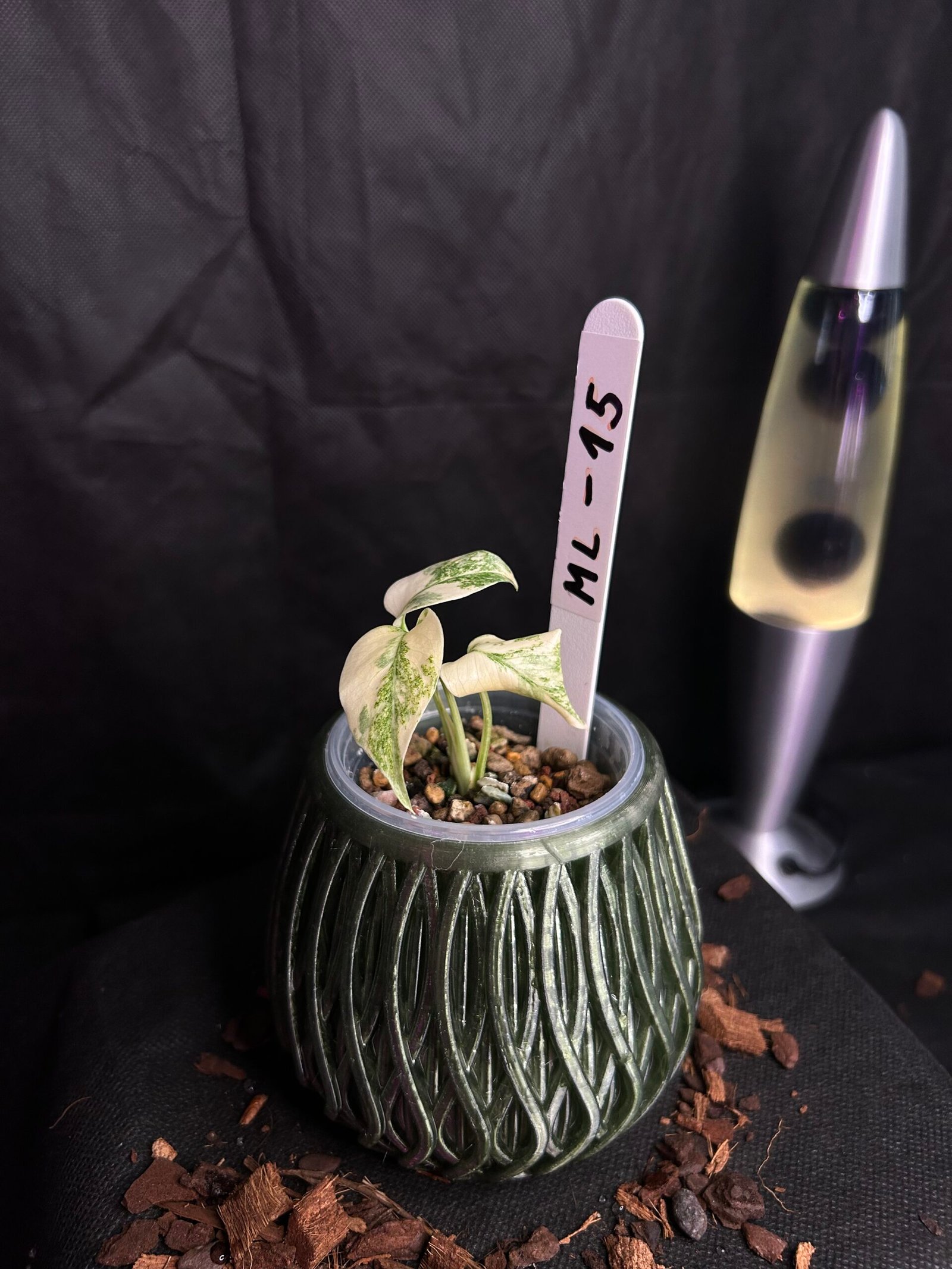 Monstera Legacy