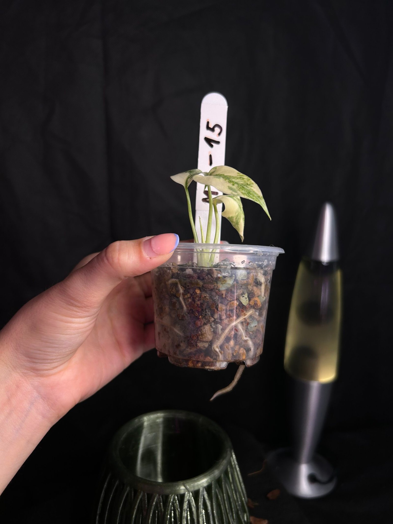 Monstera Legacy – Obrázok 3
